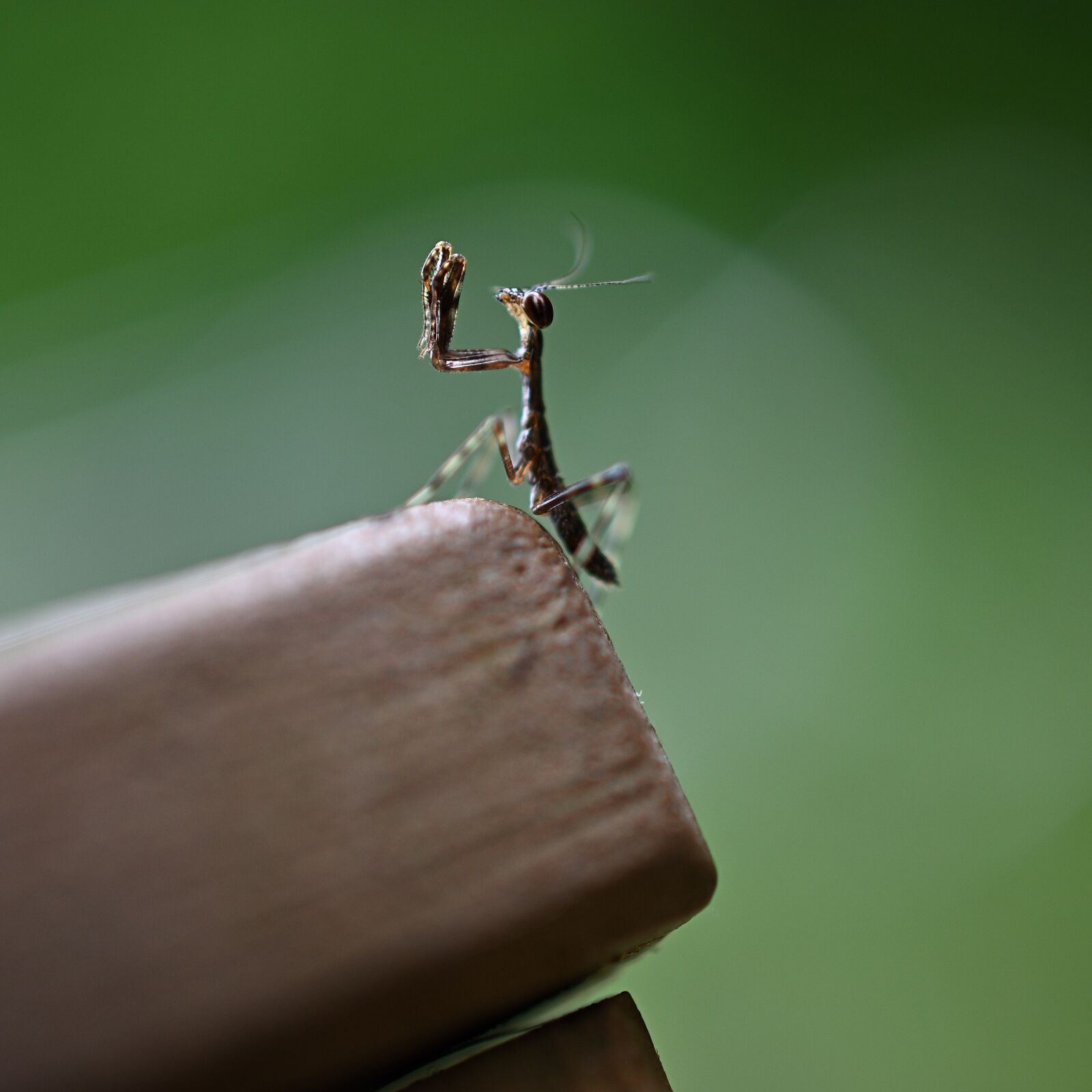 Nikon D3500 sample photo. Mantis, green, brown photography