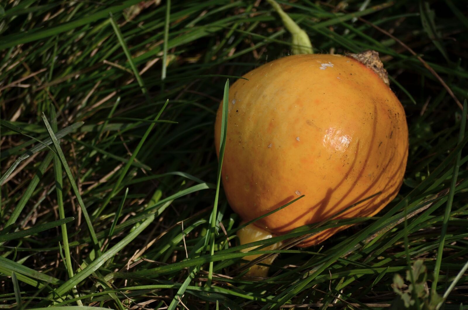 Nikon D5100 sample photo. Food, vegetables, pumpkin photography