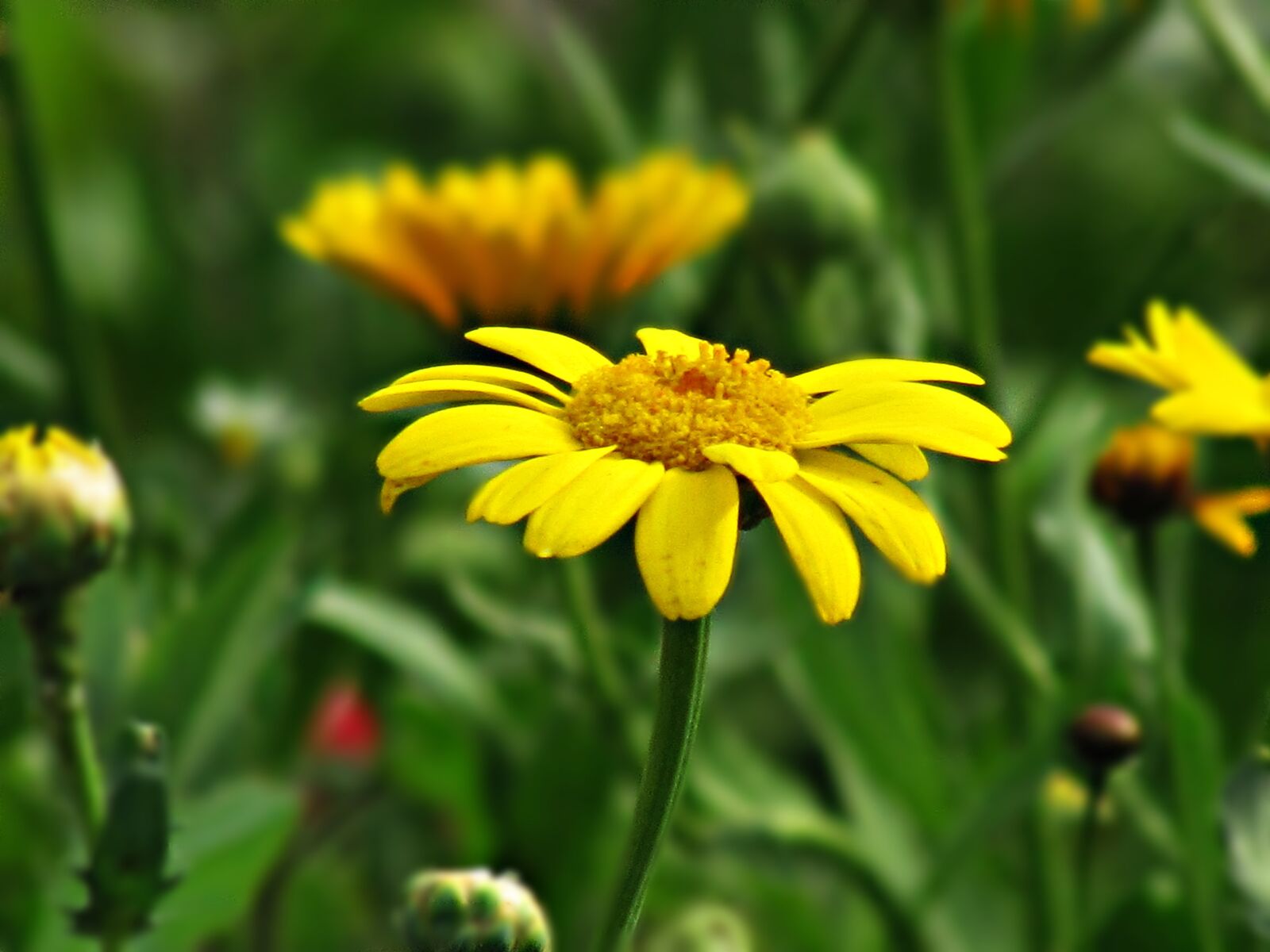Canon PowerShot SX30 IS sample photo. Yellow, flowers, nature photography