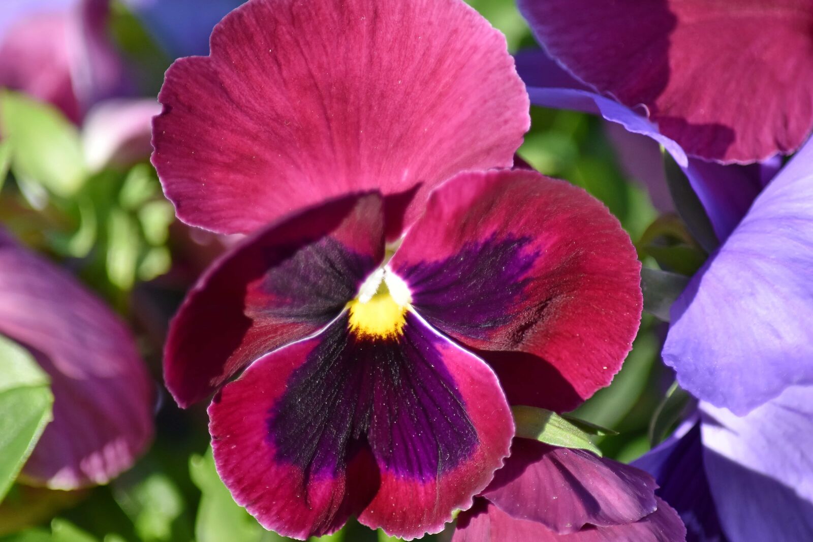 Nikon D5500 sample photo. Flower garden, flowers, organism photography