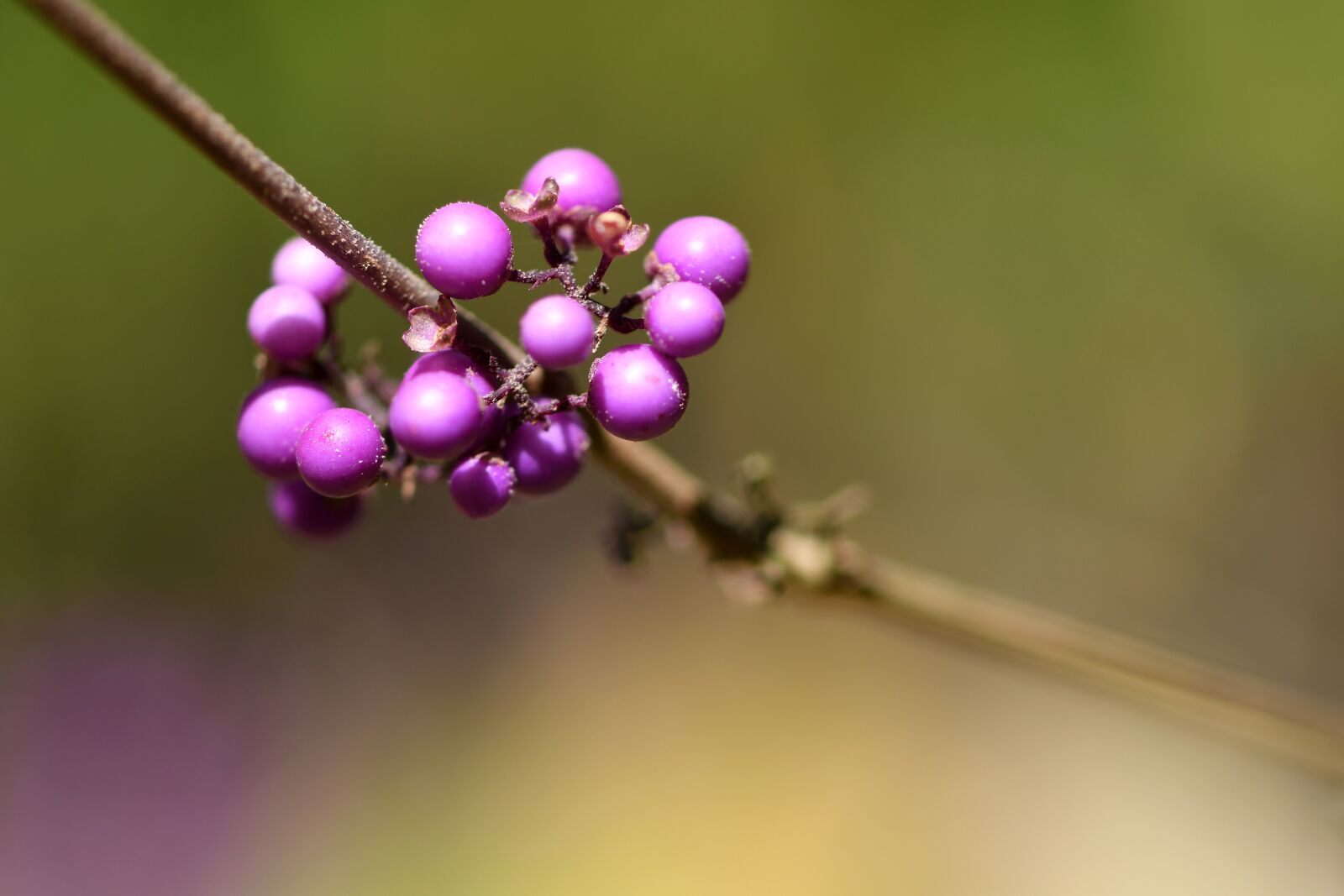 Nikon D500 sample photo. Berries, purple, plant photography