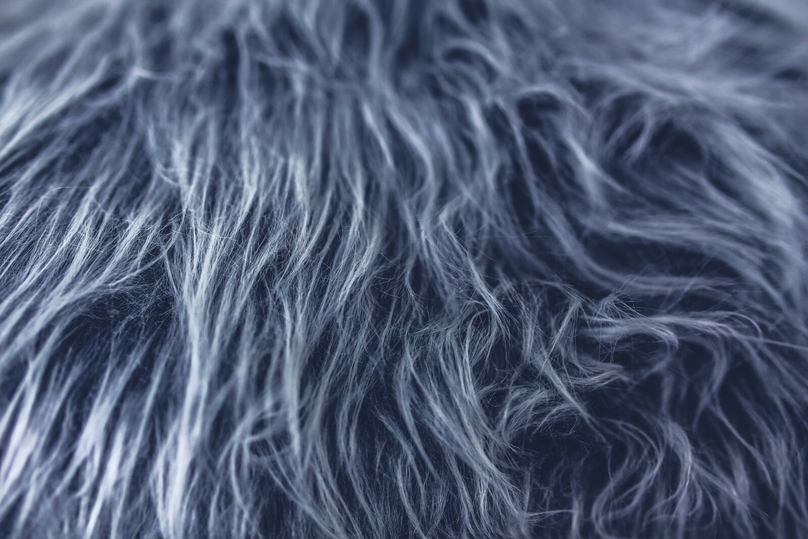 Canon EOS 6D + Sigma 35mm F1.4 DG HSM Art sample photo. Gray, fur photography