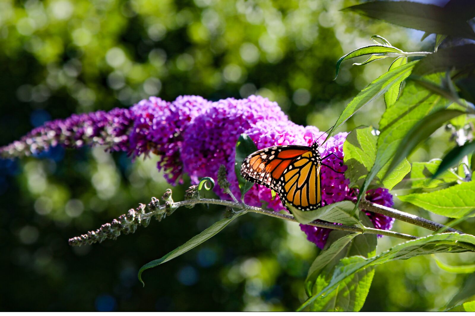 Canon EOS 6D sample photo. Butterfly, monarch, butterflies photography