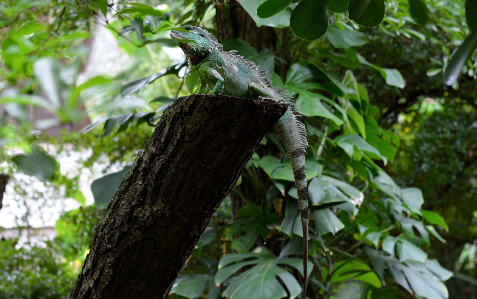 Nikon D5200 sample photo. Tree, leaf, zoo photography