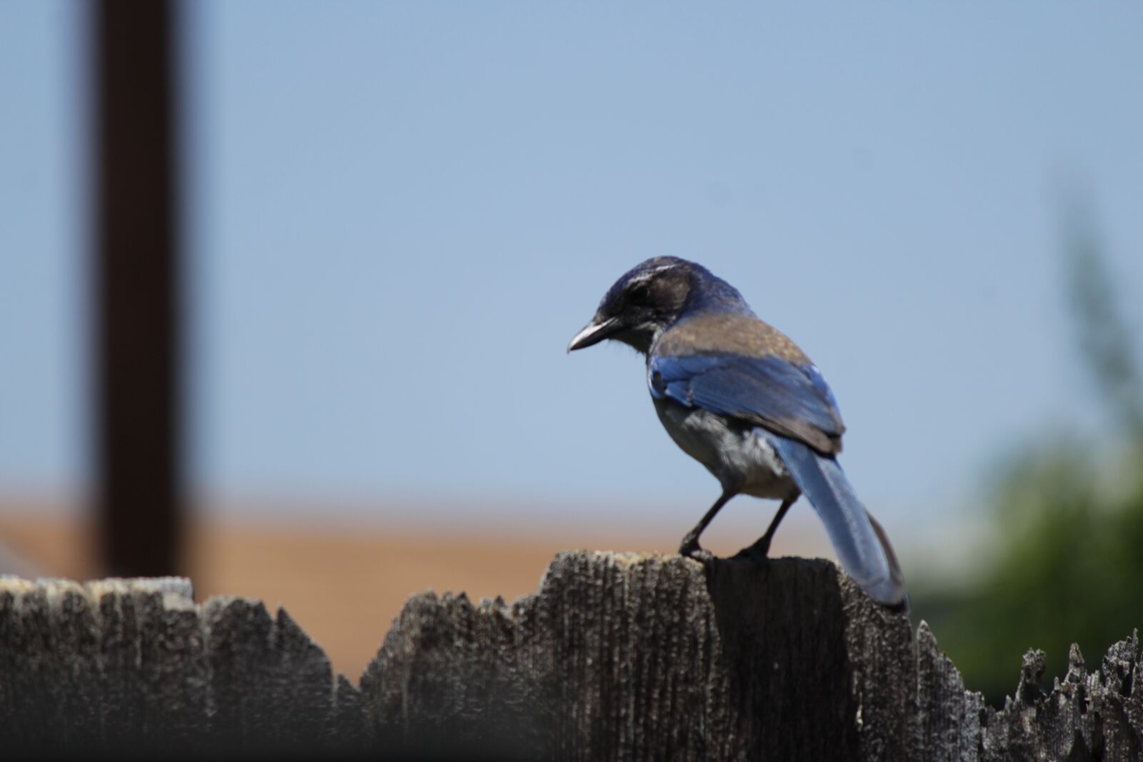 Canon EOS 1300D (EOS Rebel T6 / EOS Kiss X80) + Canon EF-S 55-250mm F4-5.6 IS II sample photo. Blue bird, blue jay photography