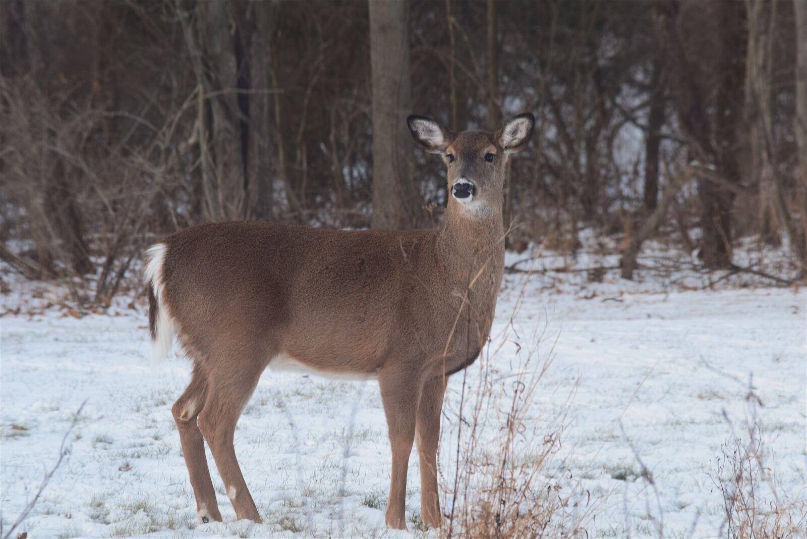 Nikon D3300 sample photo. Deer, wildlife, mammal photography