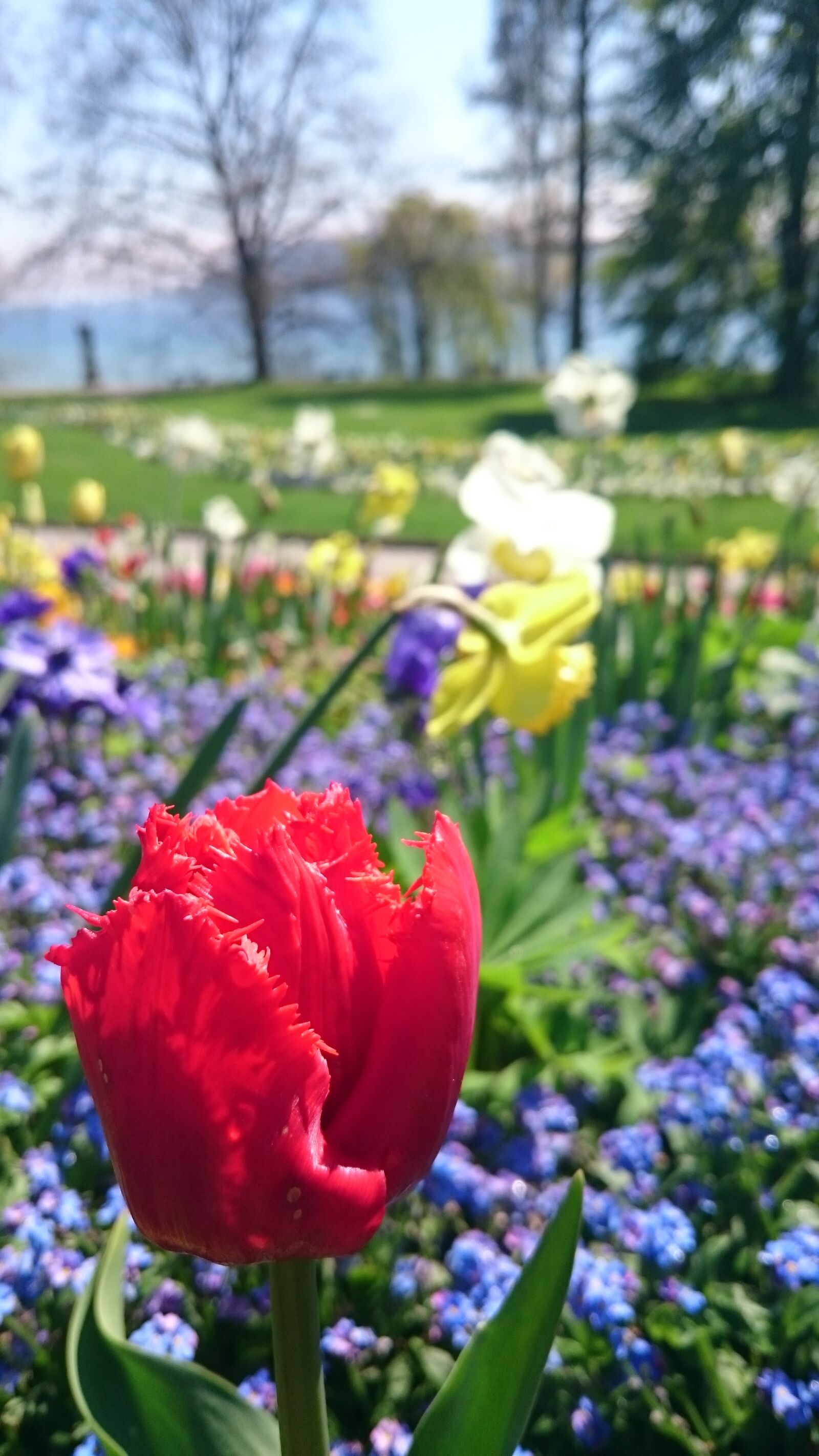 Sony Xperia Z3 sample photo. Flower, nature, plant photography