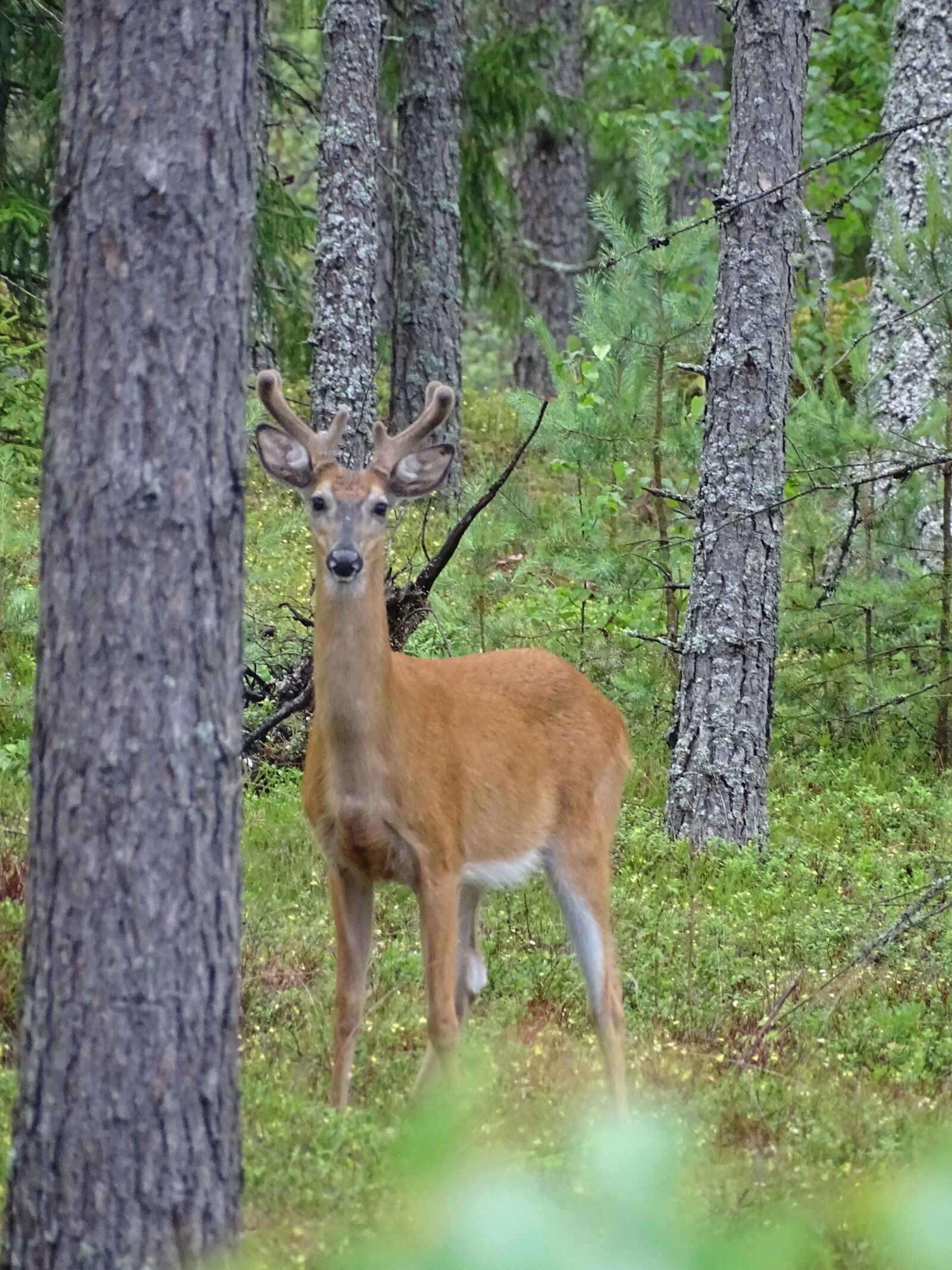 Sony Cyber-shot DSC-HX400V sample photo. Forest, deer, finnish photography