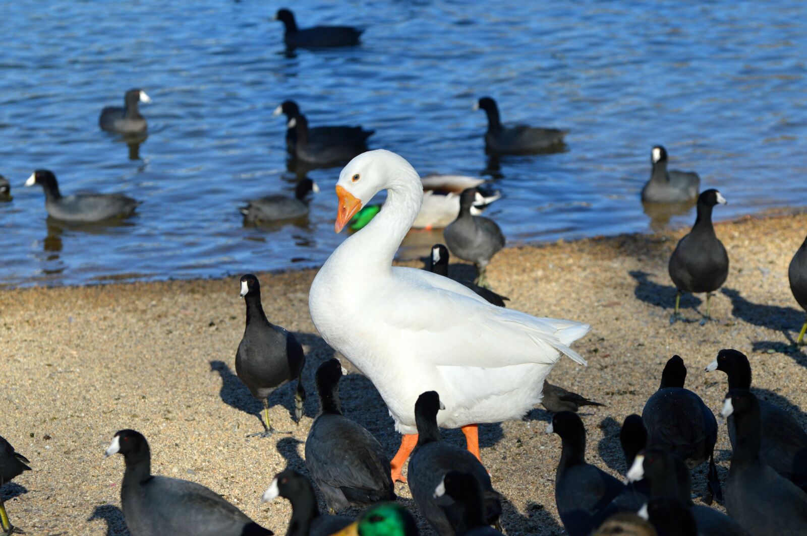 Nikon D3200 sample photo. American coots, coots, white photography