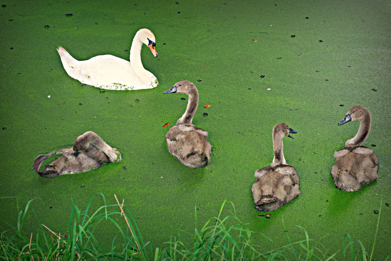Sony Cyber-shot DSC-RX100 sample photo. Swan, cygnet, bird photography