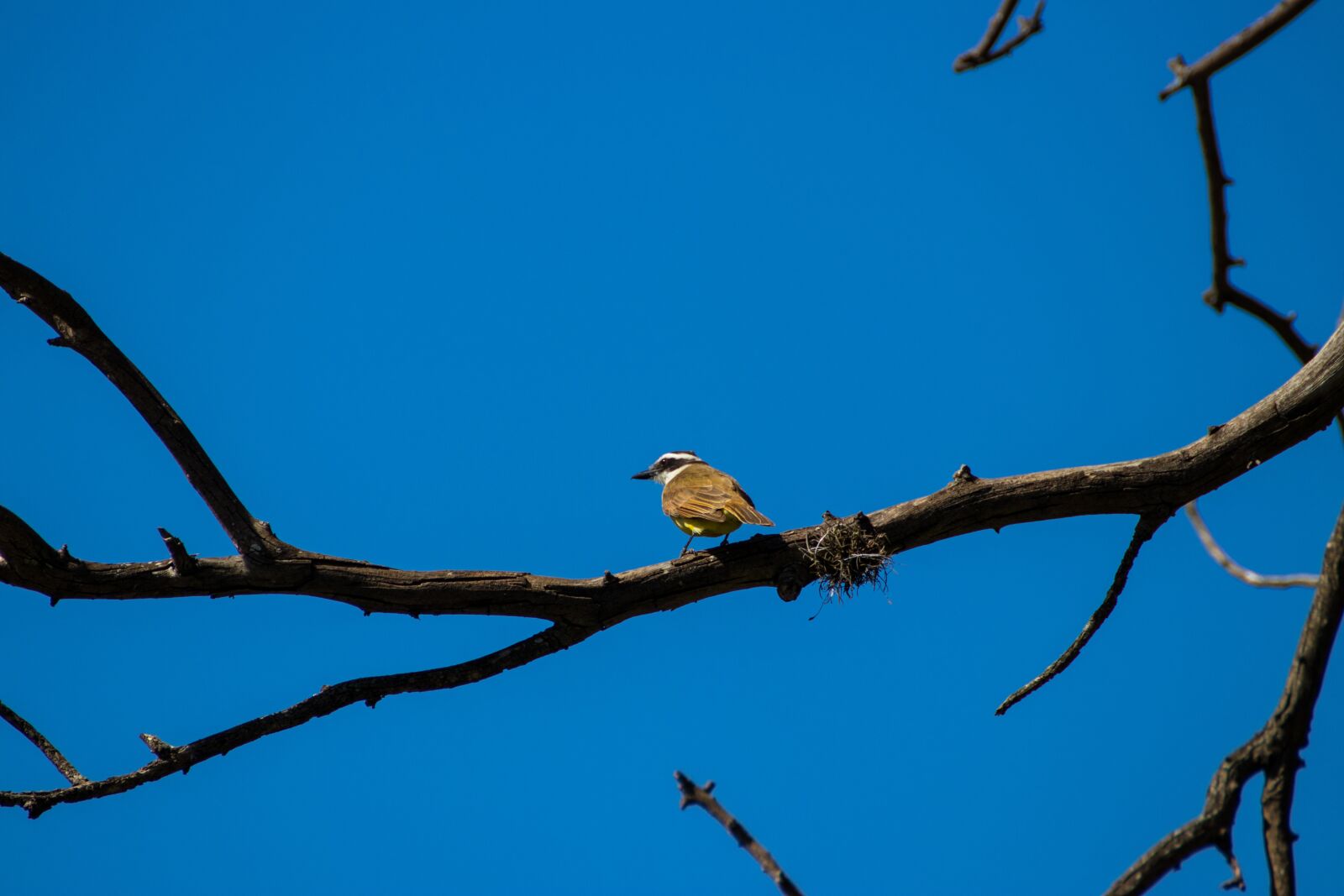 Canon EOS 200D (EOS Rebel SL2 / EOS Kiss X9) sample photo. Great kiskadee, bird, small photography