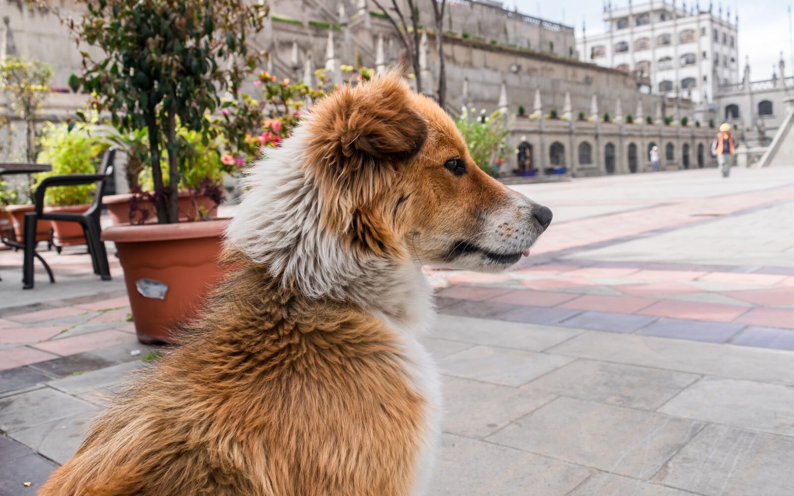 Nikon D5300 sample photo. Dog, love, friendship photography