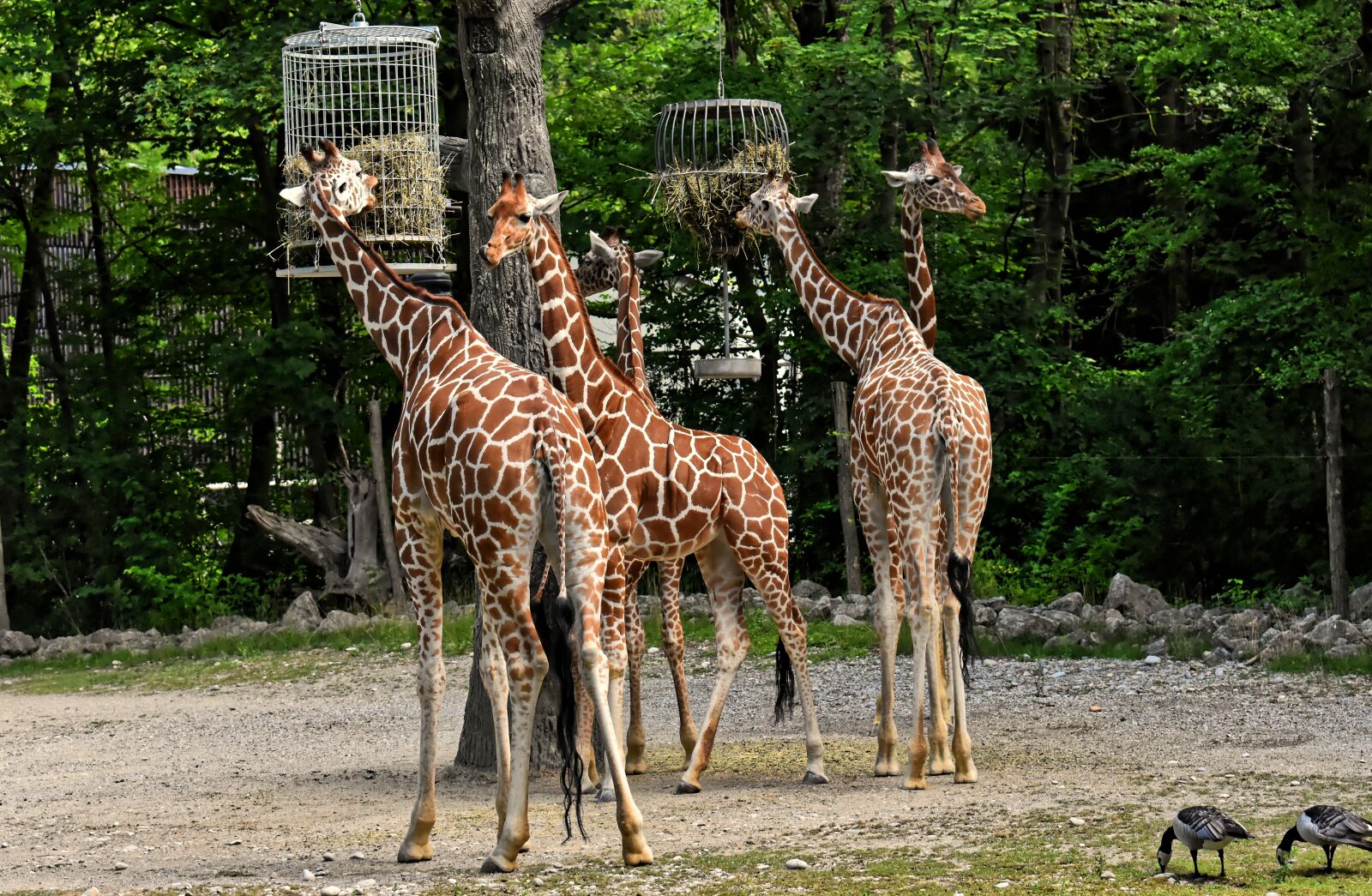 Nikon D7200 sample photo. Giraffes, wild animal, stains photography