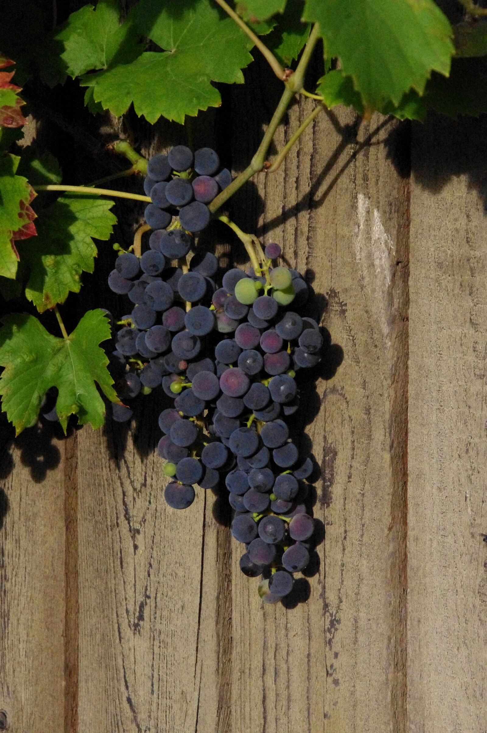 Pentax K-x sample photo. Wine, nature, grapes photography