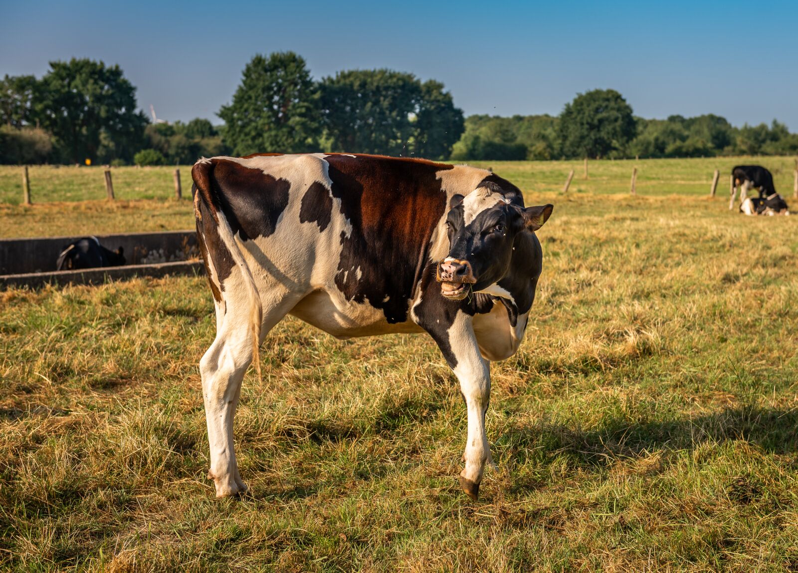 Nikon D750 sample photo. Animal, cow, pasture photography