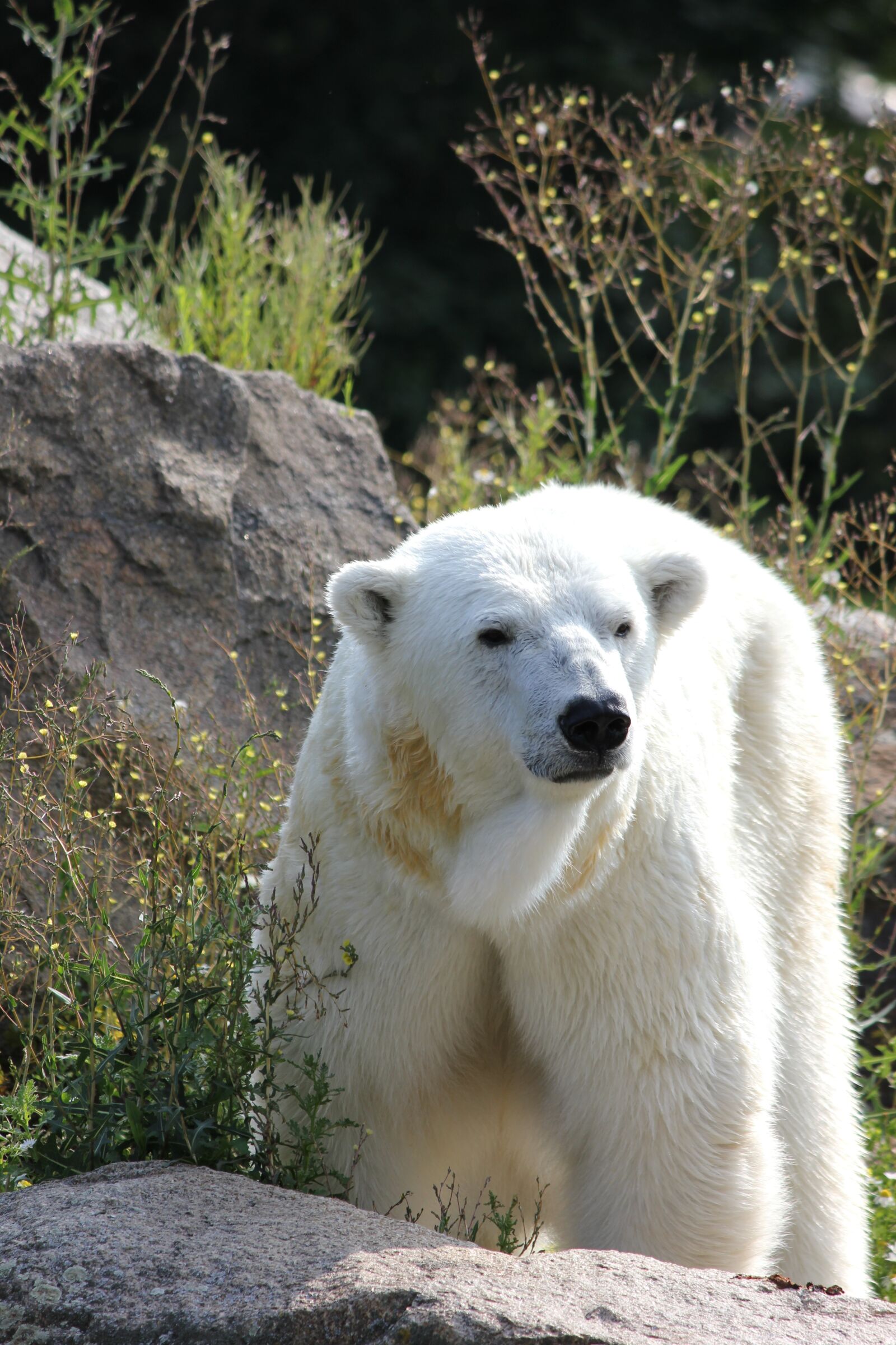 Canon EOS 550D (EOS Rebel T2i / EOS Kiss X4) sample photo. Climate change, polar bear photography