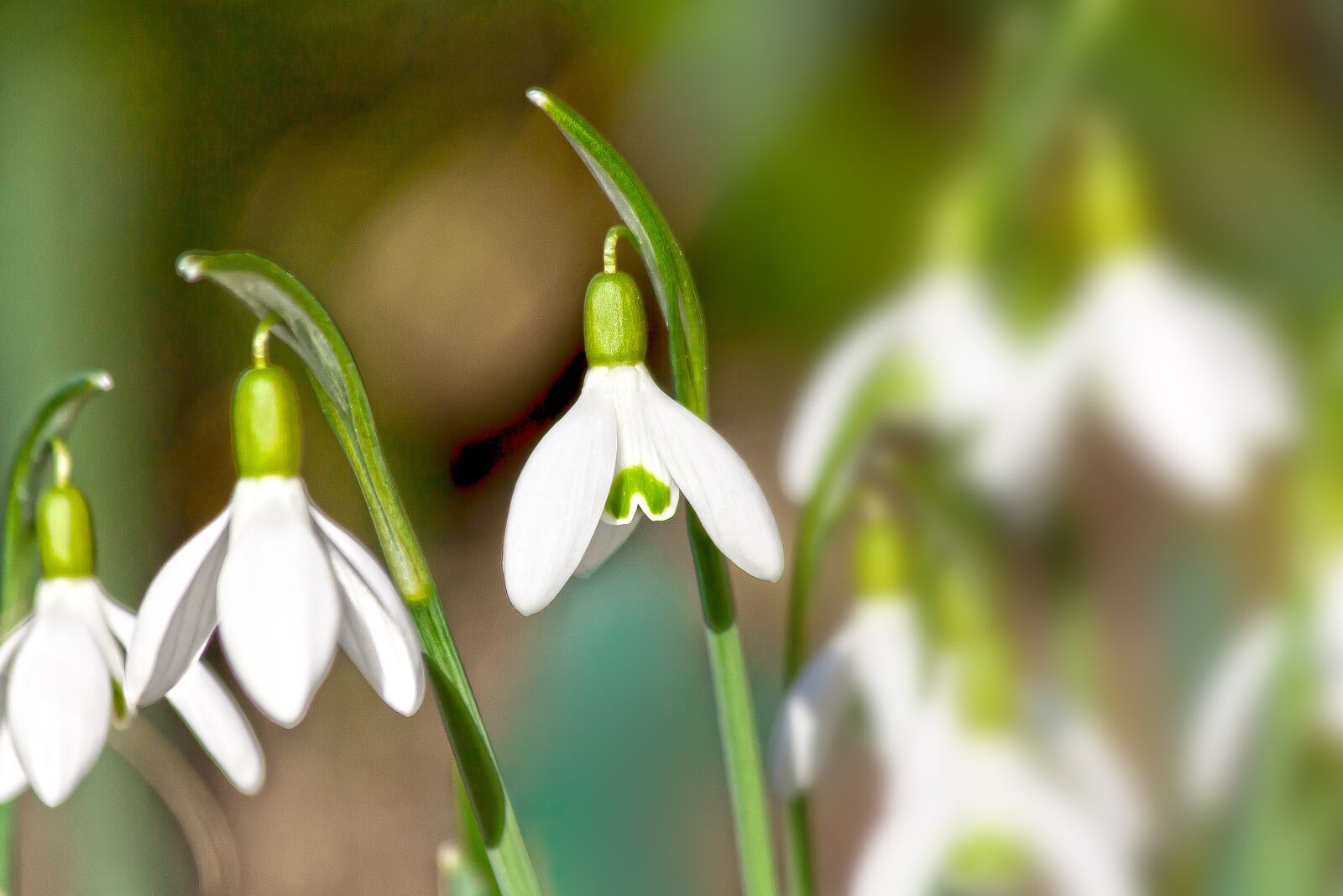 Canon EOS 50D + Canon EF 70-300mm F4-5.6 IS USM sample photo. Snowdrop, flower, blossom photography