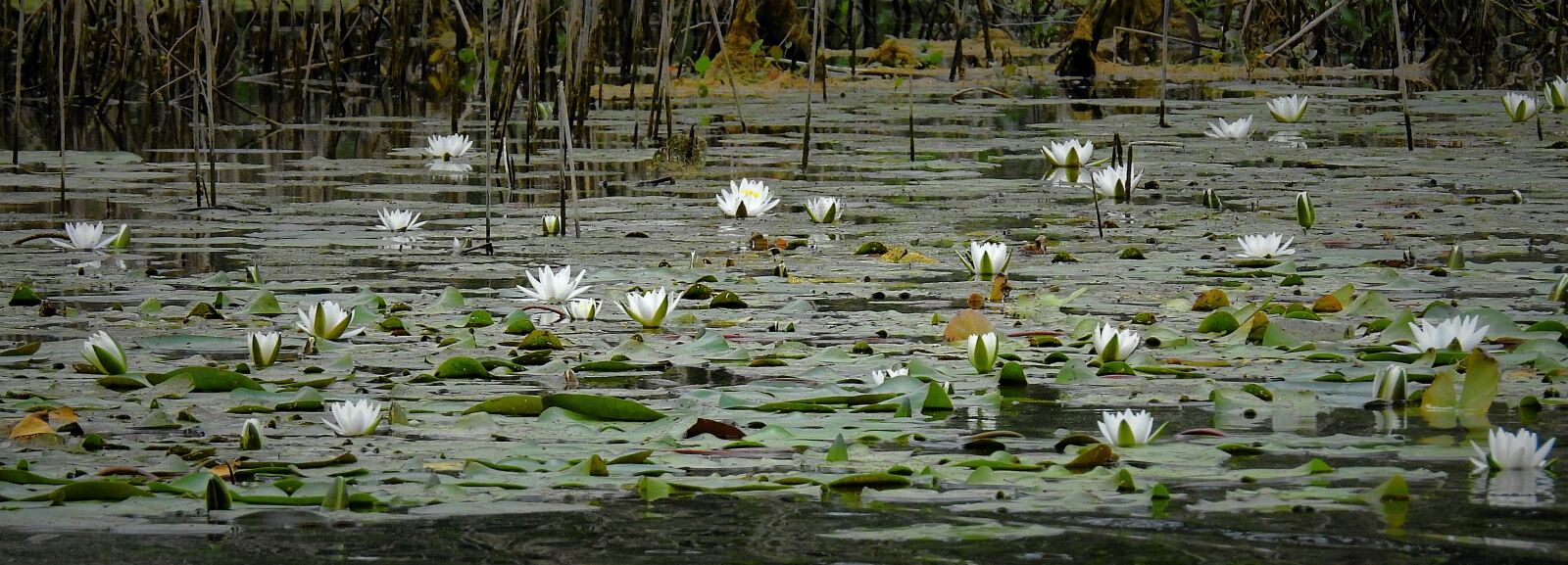 Nikon Coolpix P900 sample photo. Water lilies, lake, nature photography