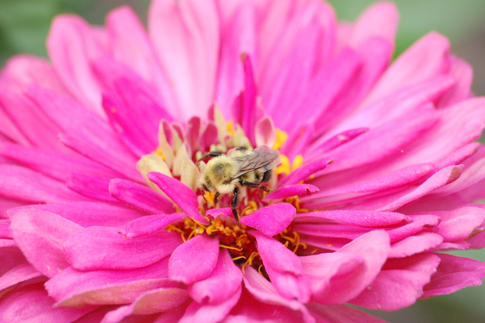Nikon D40 sample photo. Pink, bee, flower photography