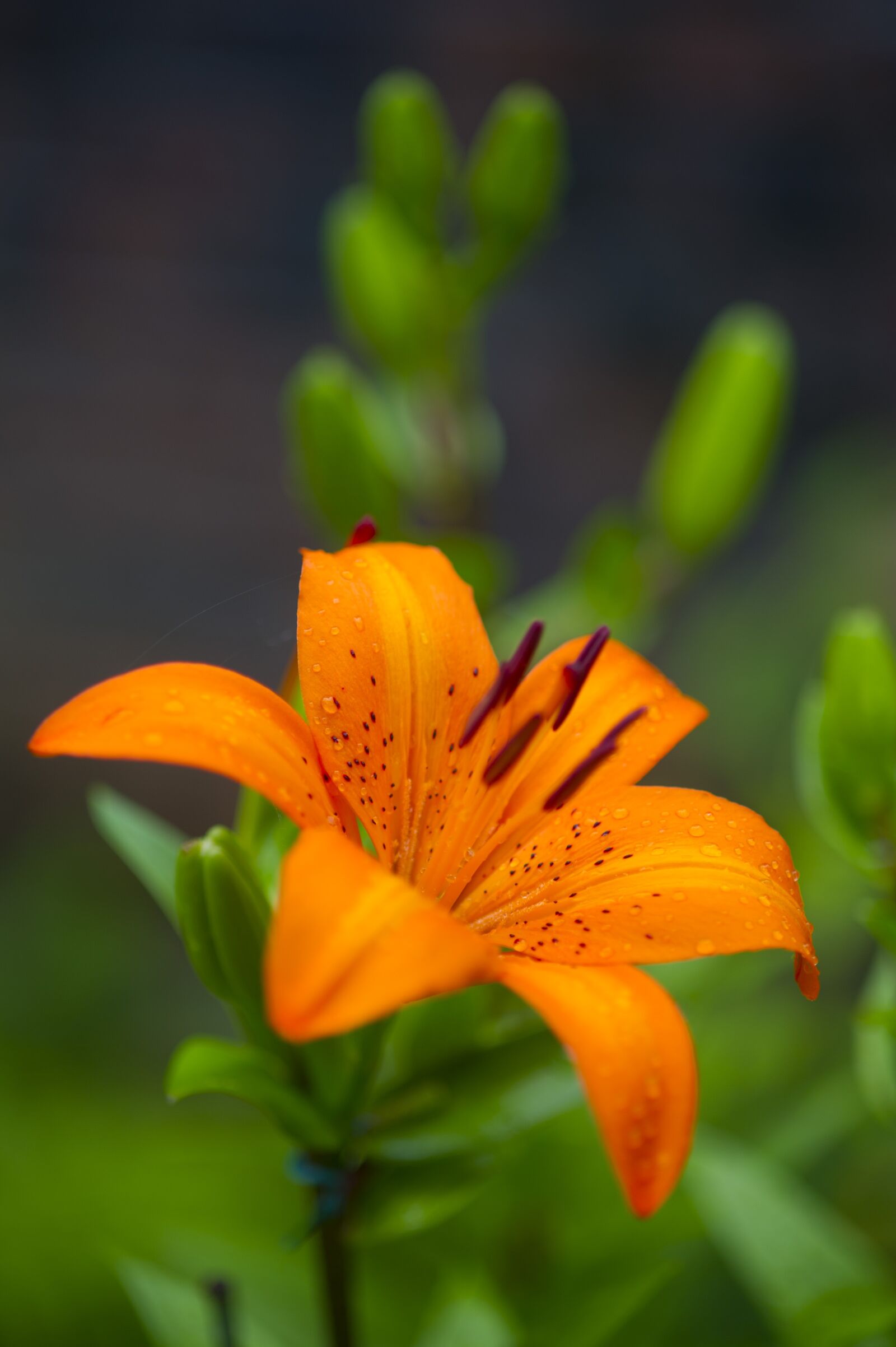 Nikon D3S sample photo. Flowers, lily, nature photography
