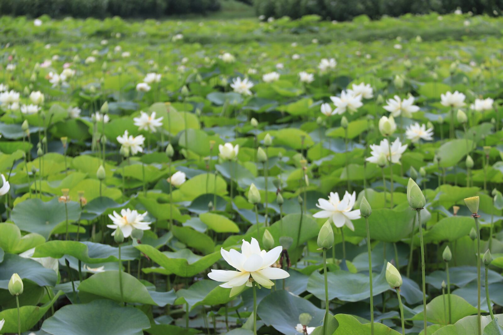 Canon EOS 800D (EOS Rebel T7i / EOS Kiss X9i) sample photo. Lotus, pond, lake photography