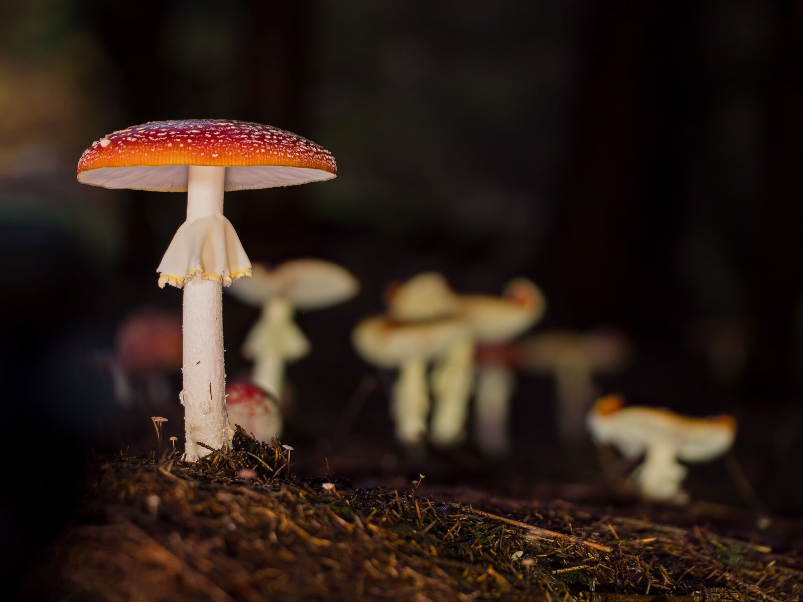 Tamron SP AF 60mm F2 Di II LD IF Macro sample photo. Fly agaric, mushroom, forest photography
