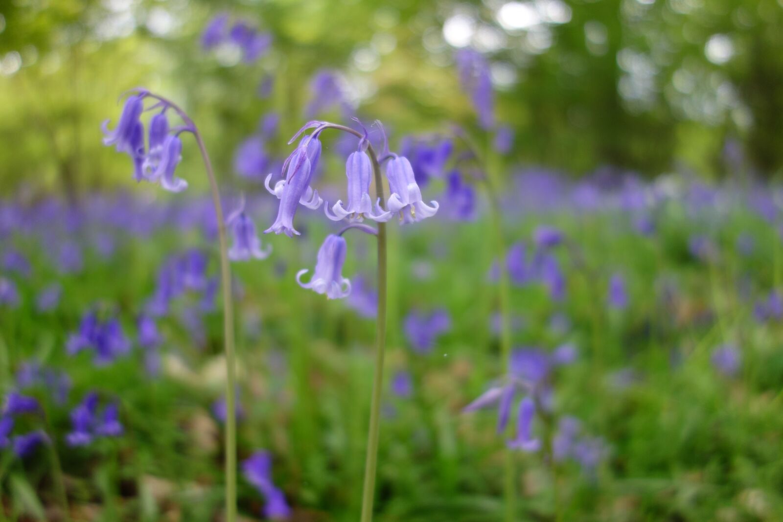 Sony Cyber-shot DSC-RX100 sample photo. Bluebell, bluebells, winkworth arboretum photography