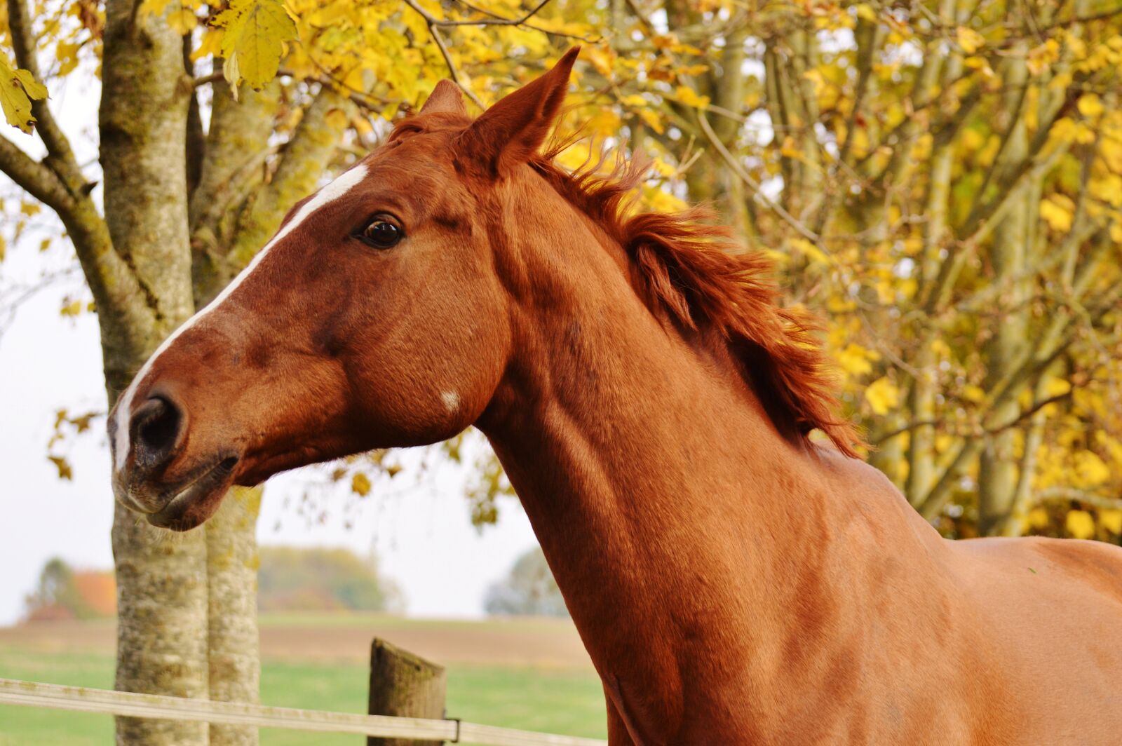 Nikon D3200 sample photo. Horse, animal, ride photography
