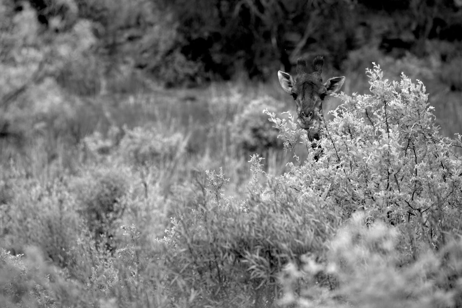 Canon EF 70-200mm F2.8L USM sample photo. Giraffe, africa, safari photography
