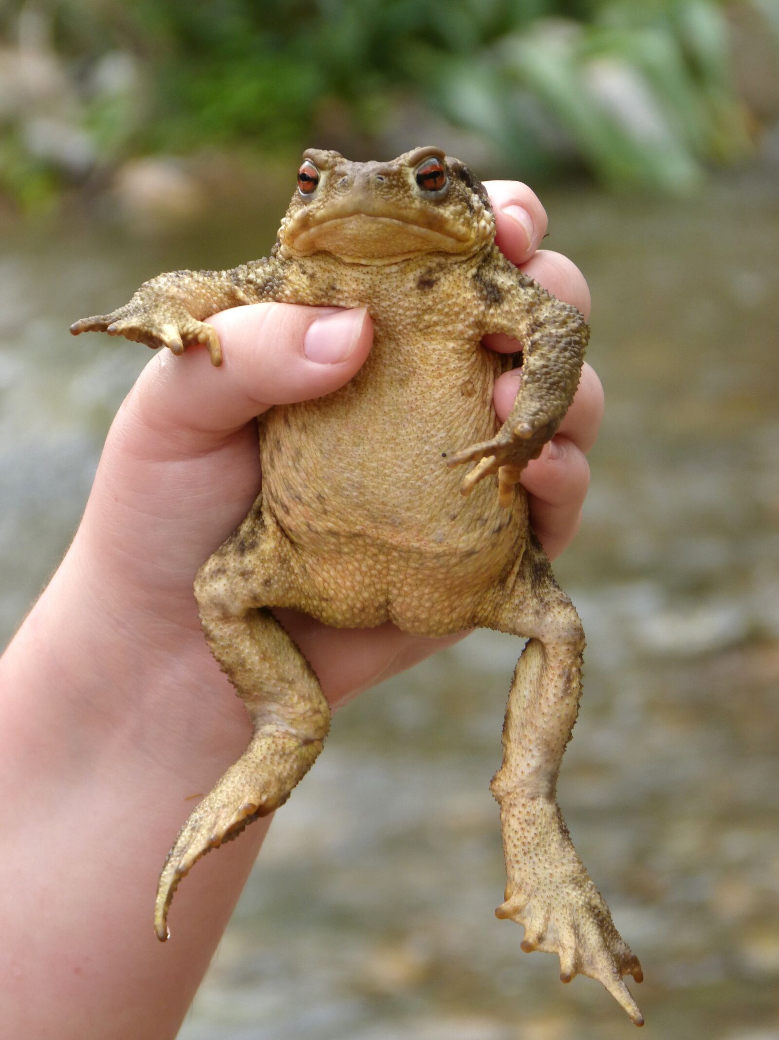 Panasonic DMC-FZ62 sample photo. Toad, child hand, adventure photography