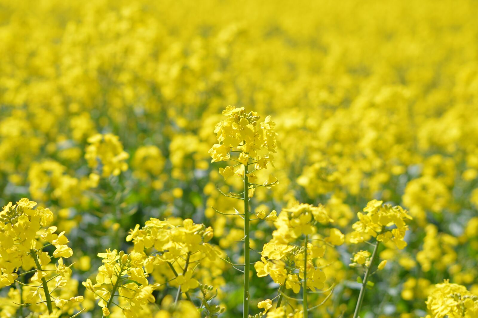 Nikon D3200 sample photo. Oilseed rape, england, agriculture photography