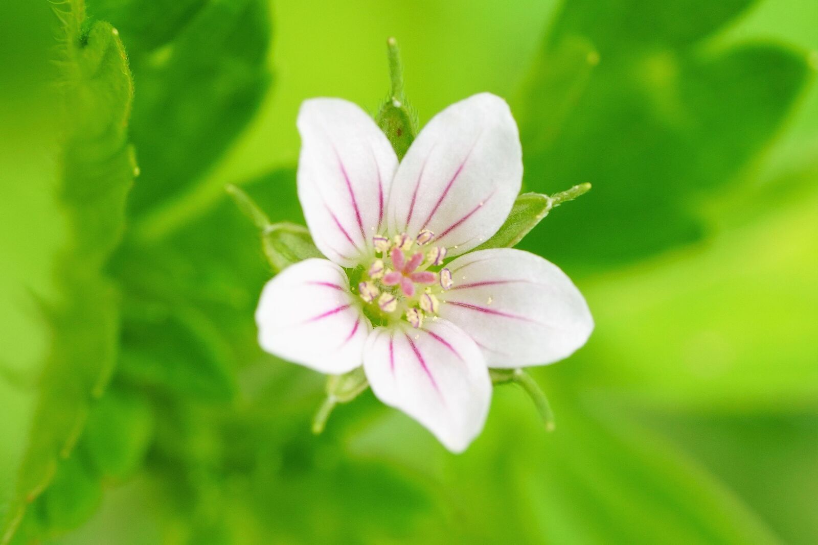 Sony a7R III + Sony FE 90mm F2.8 Macro G OSS sample photo. Wildflower, wild, flower photography
