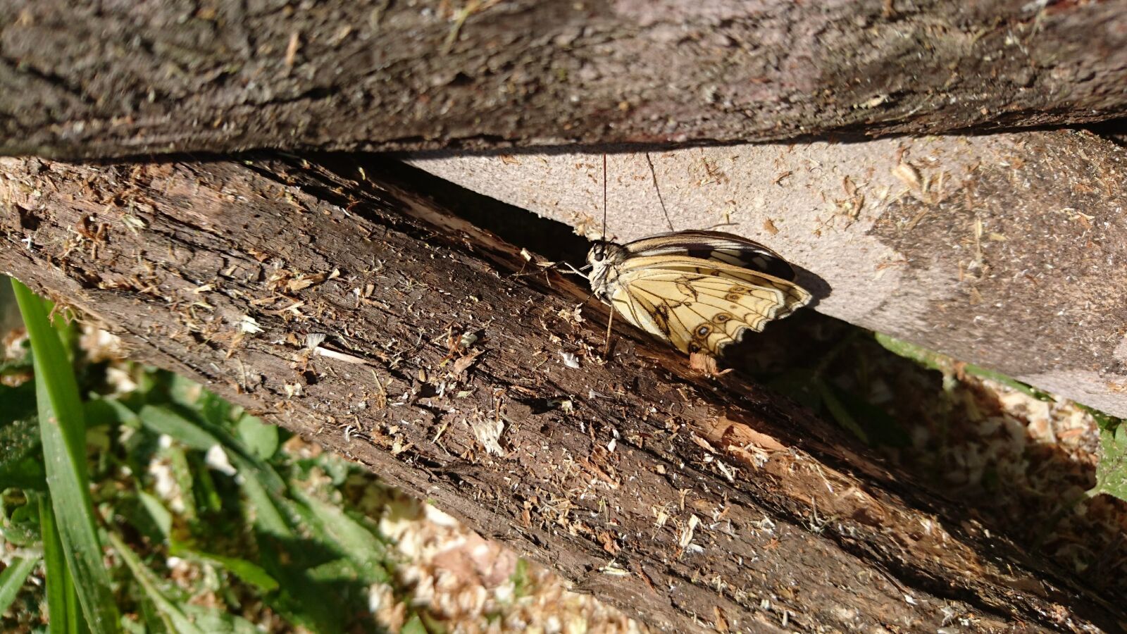 Sony Xperia Z5 Compact sample photo. Butterfly, balance beam, tree photography