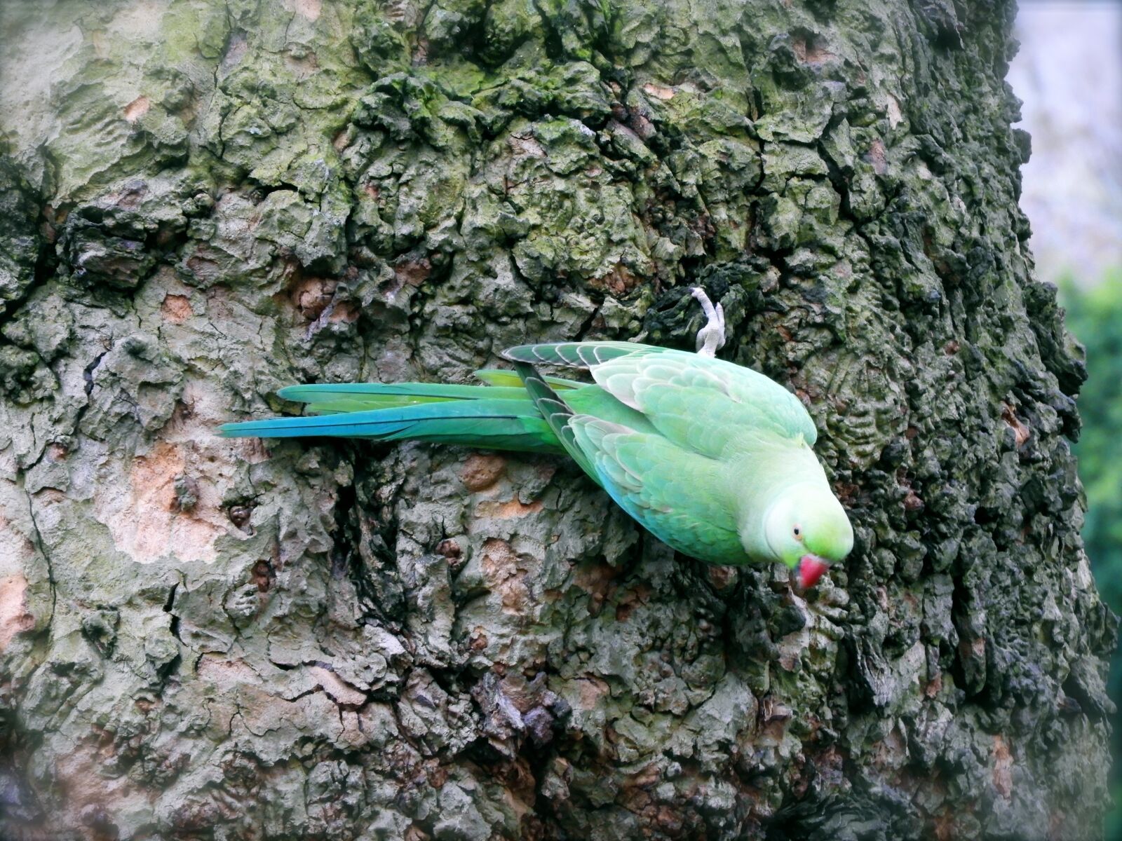 Nikon Coolpix B700 sample photo. Parrot, hyde, park photography