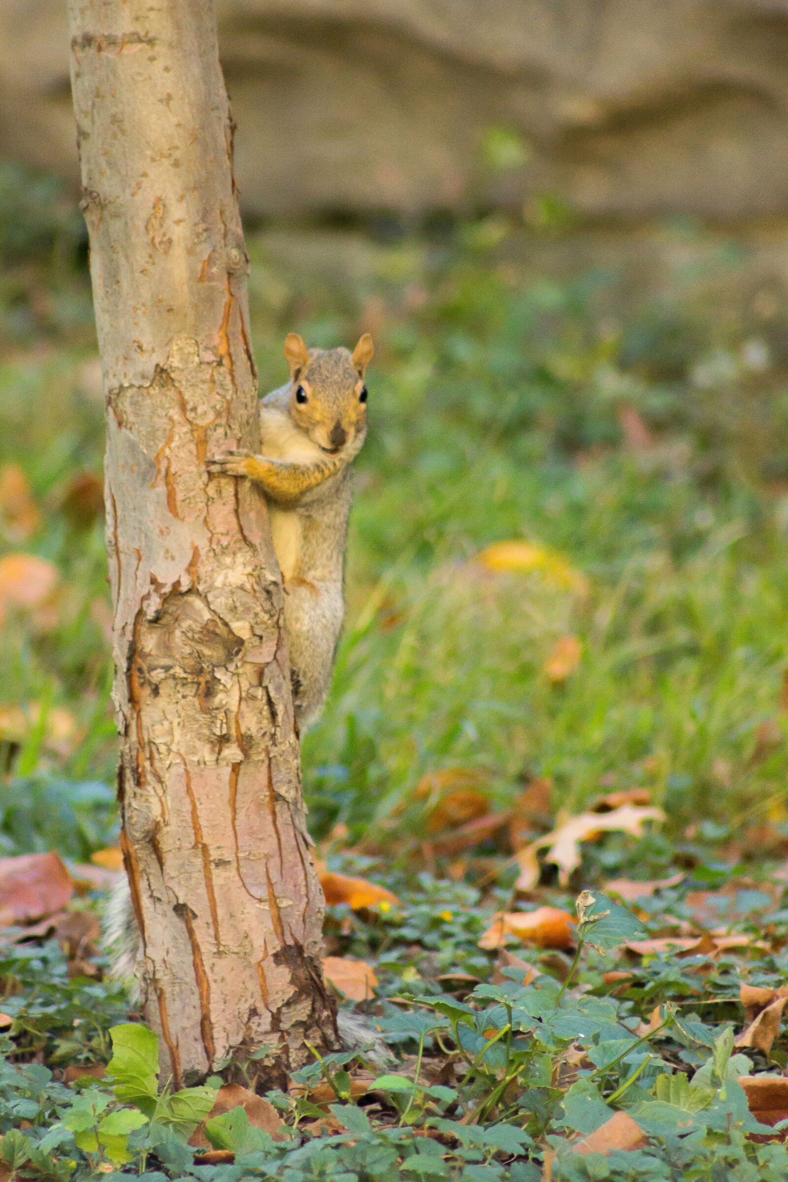 Canon EOS 600D (Rebel EOS T3i / EOS Kiss X5) sample photo. Animal, chipmunk, nature photography