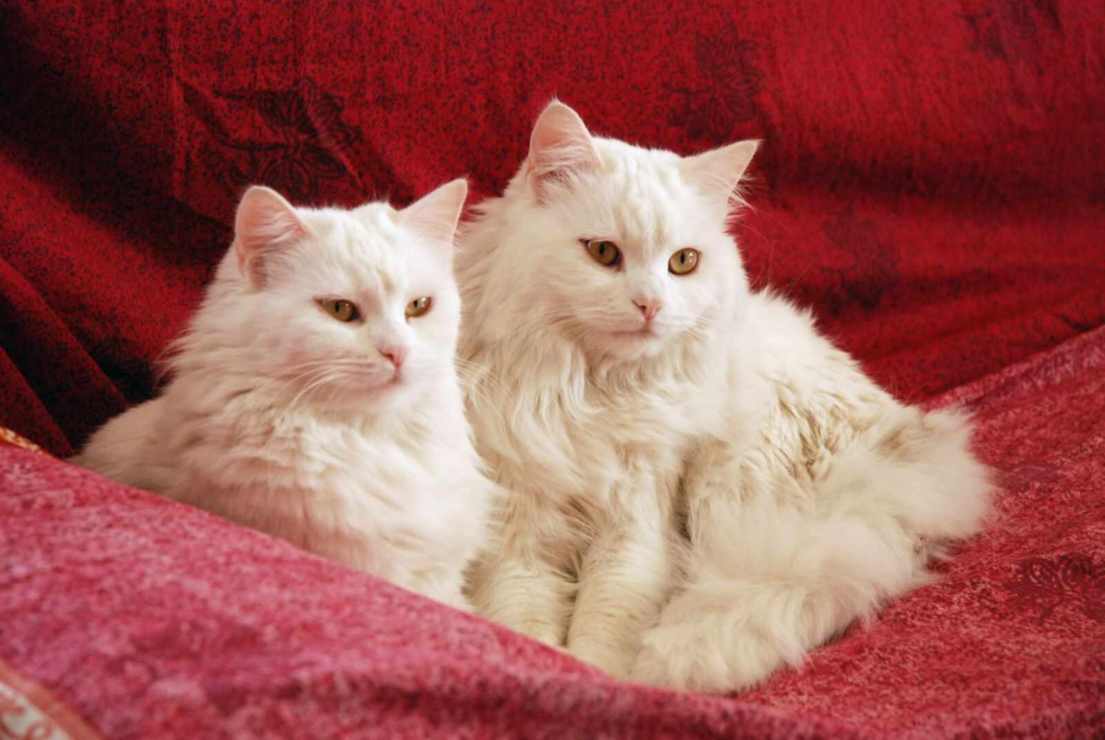 Nikon D80 sample photo. Cat, cute, animal photography