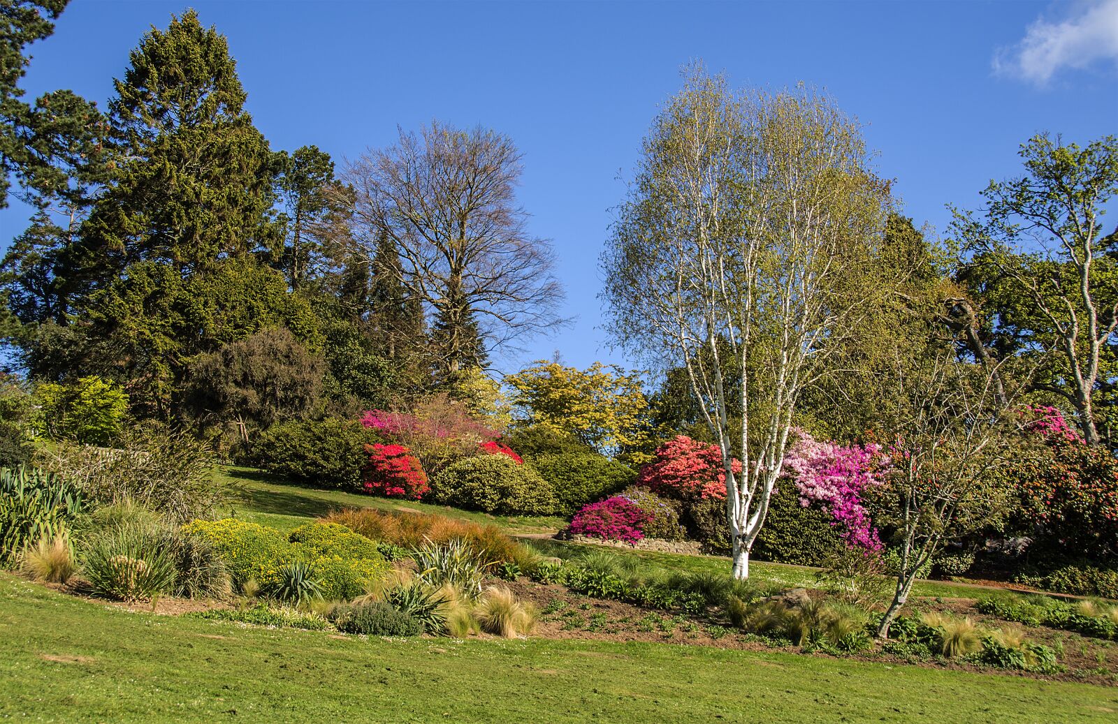 Nikon D5200 sample photo. Parks, swansea, trees photography
