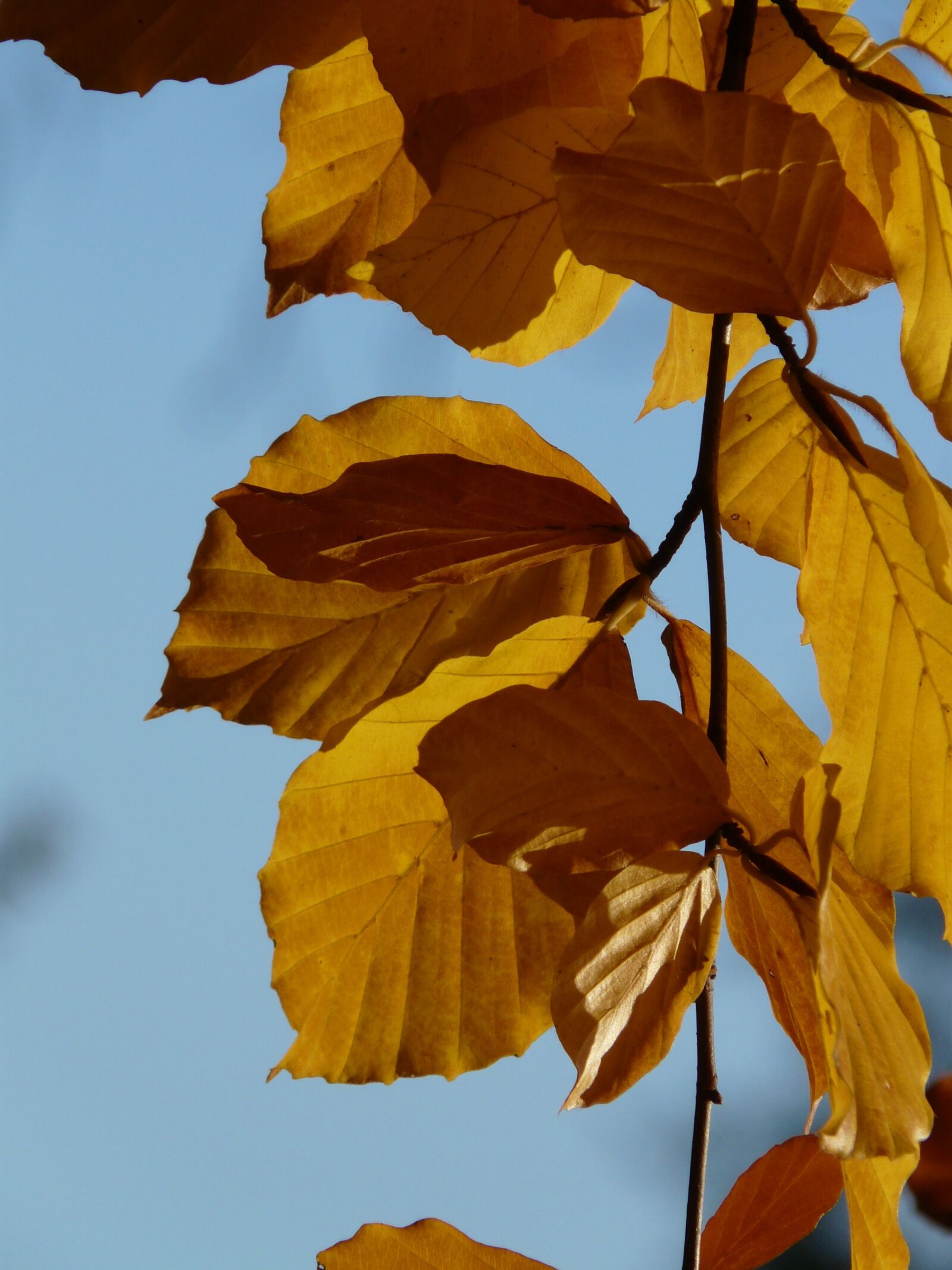 Panasonic DMC-FZ18 sample photo. Beech, fagus sylvatica, fagus photography