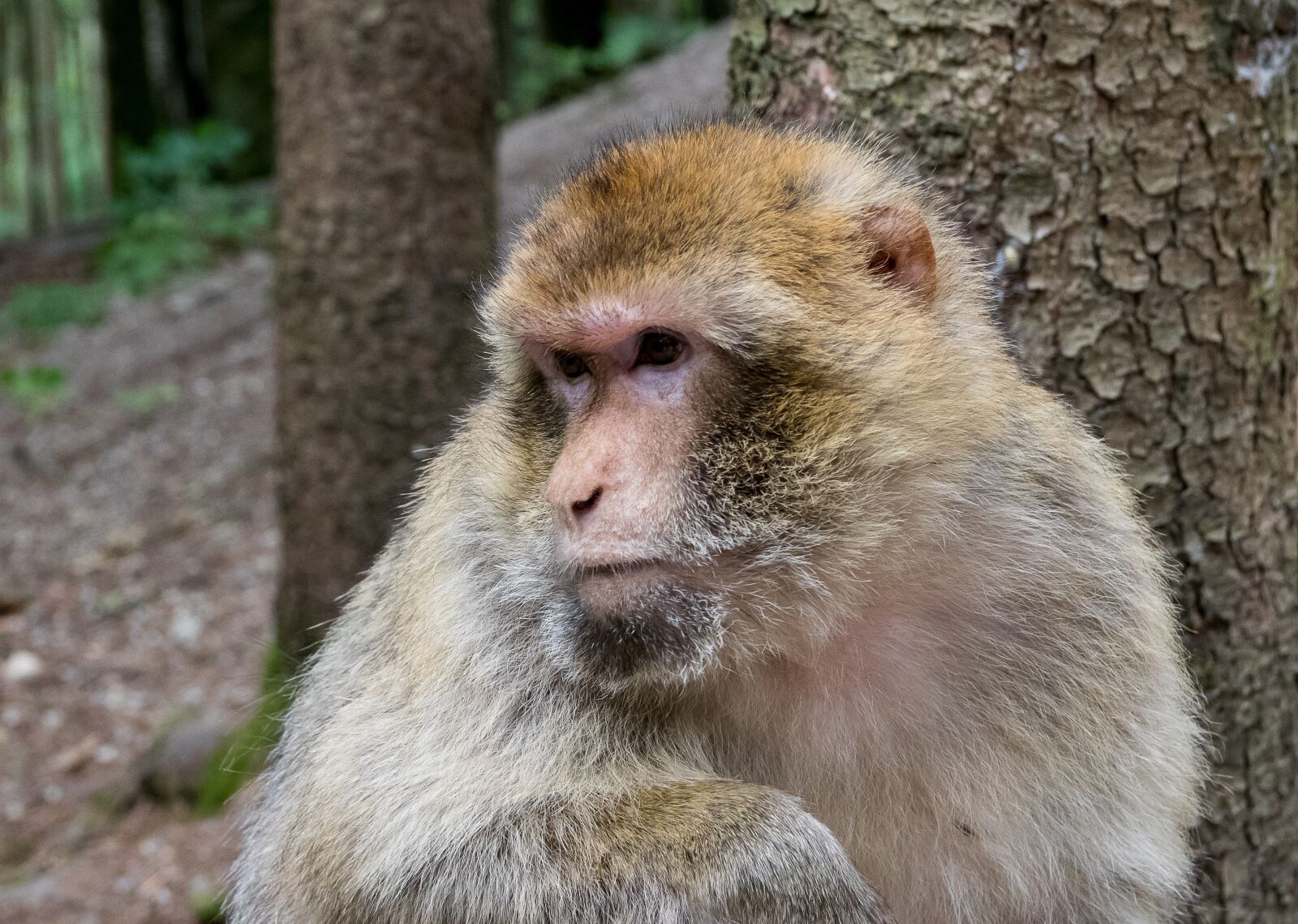 Canon EOS 80D sample photo. Barbary ape, animal, monkey photography