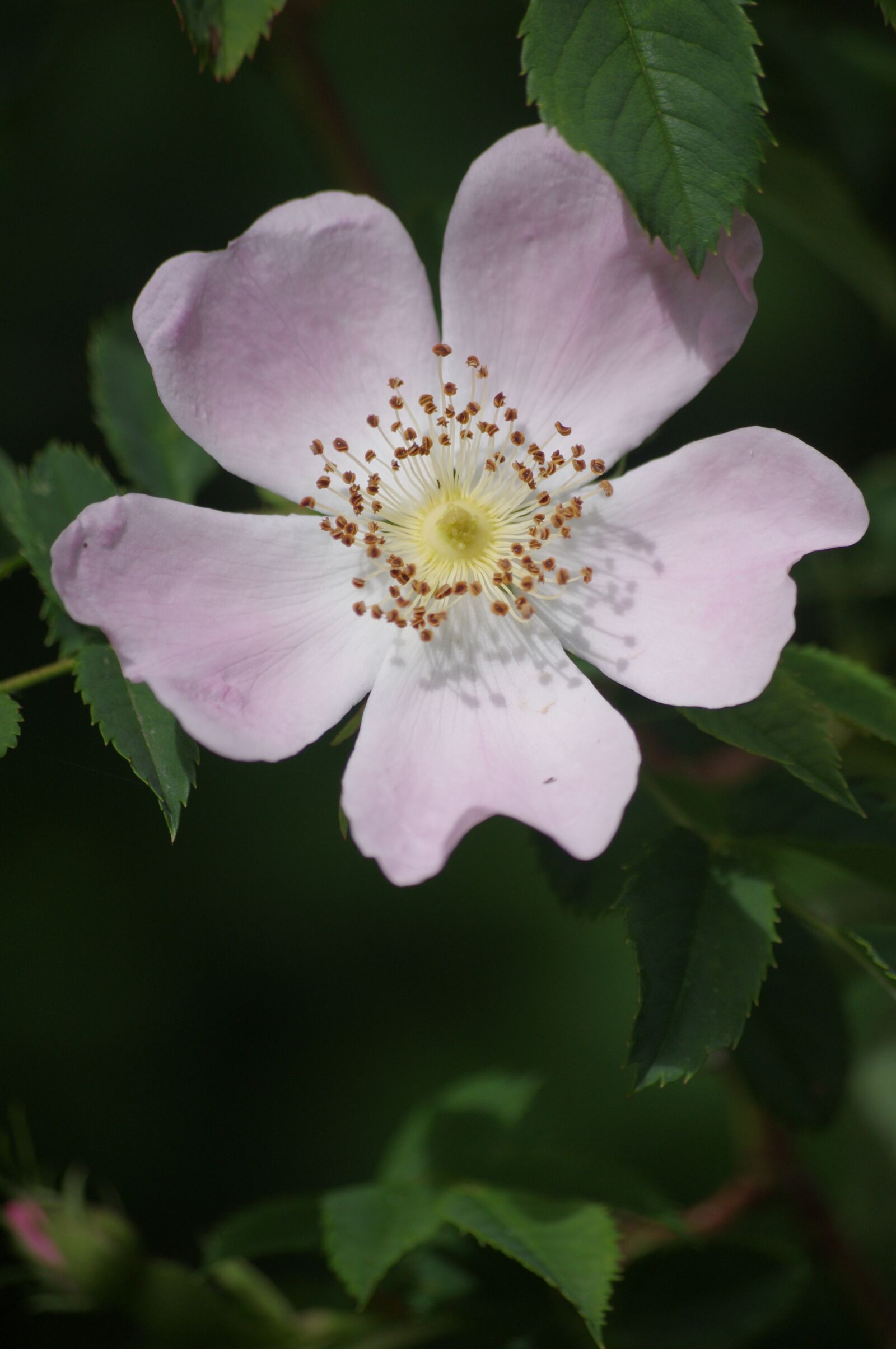 Pentax K-r sample photo. Eglantine, flowers, nature photography