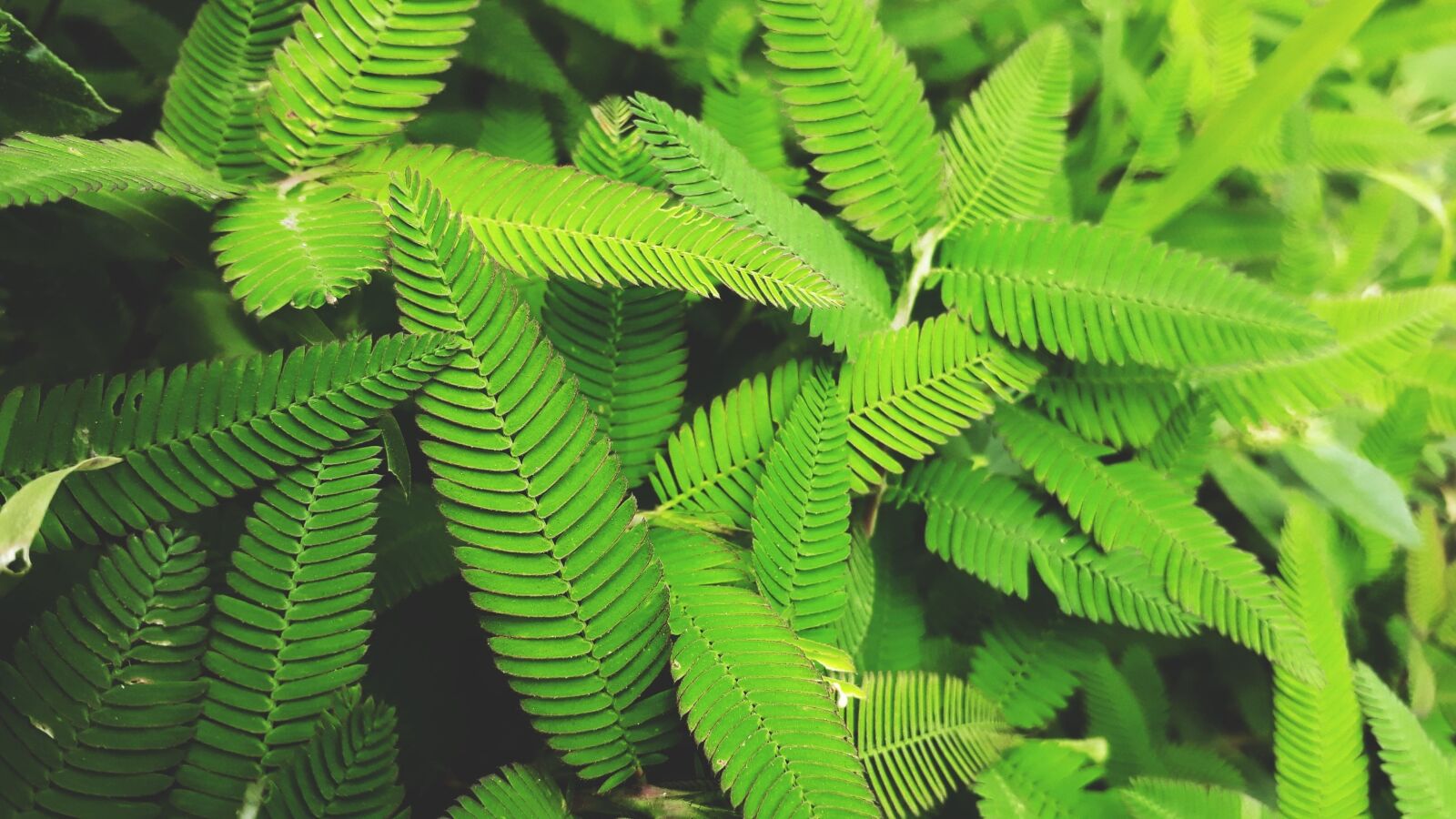 Samsung Galaxy J7 Prime sample photo. Leaves, grass, garden photography