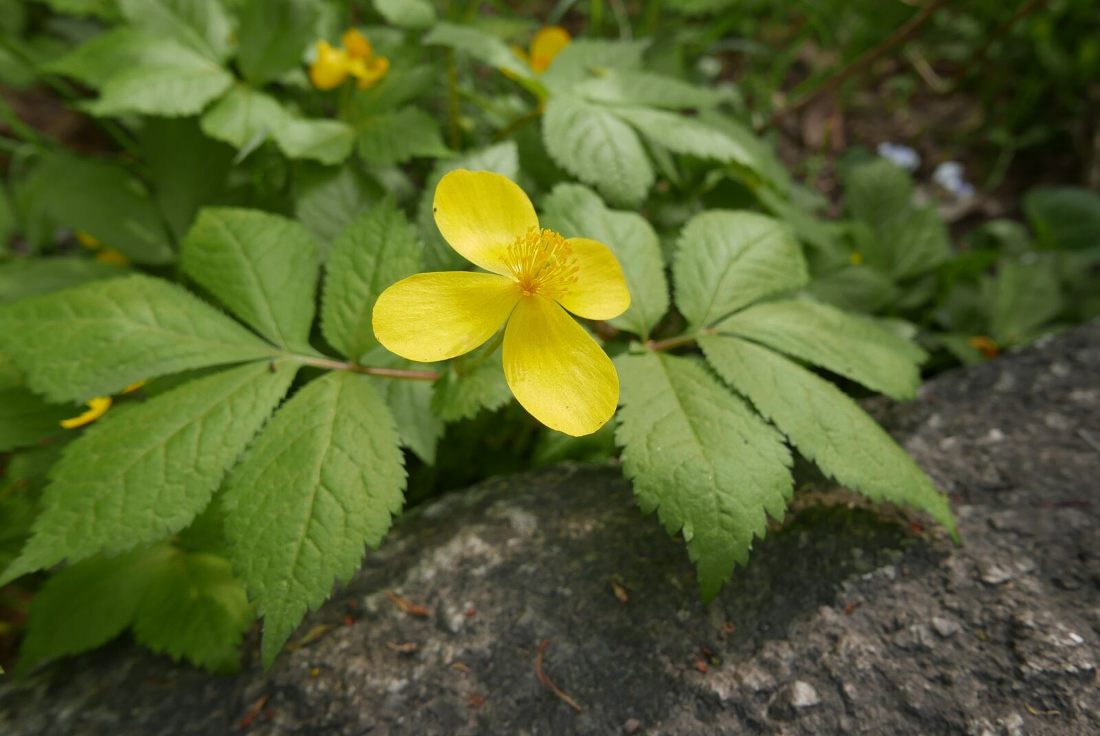 Leica D-Lux (Typ 109) sample photo. Flowers, yellow flowers, yellow photography