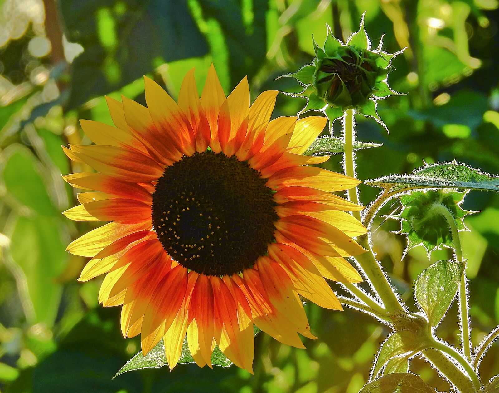 Nikon Coolpix P900 sample photo. Sunflower, flower, yellow photography
