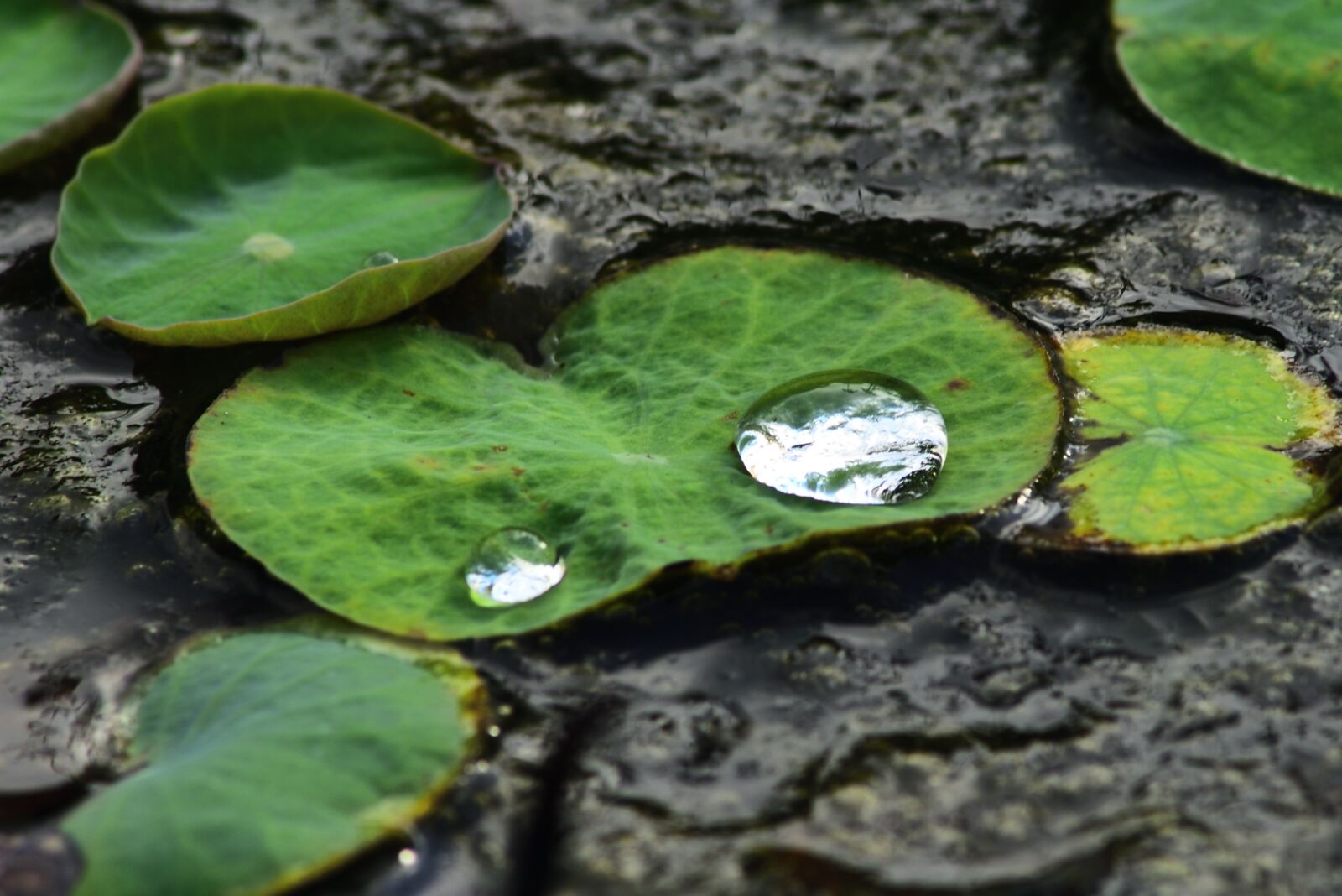 Nikon D750 sample photo. Water drops, water droplets photography