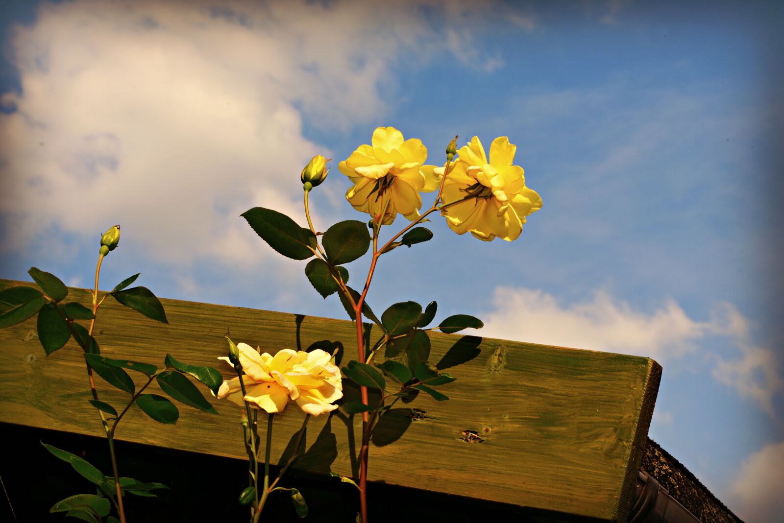 Nikon D750 sample photo. Rose, flower, plant photography