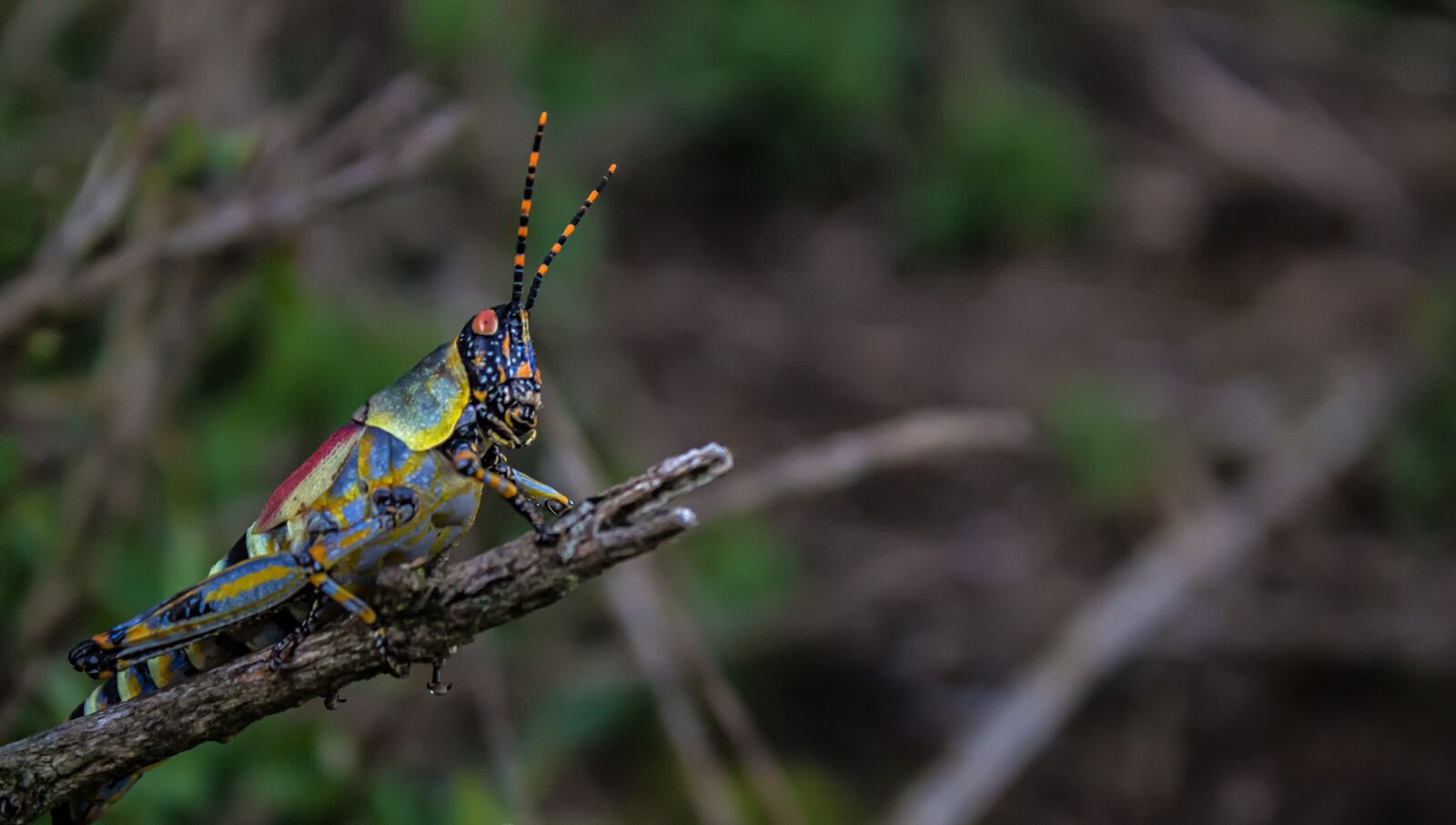 Canon EOS 100D (EOS Rebel SL1 / EOS Kiss X7) sample photo. Grasshopper, nature, insect photography