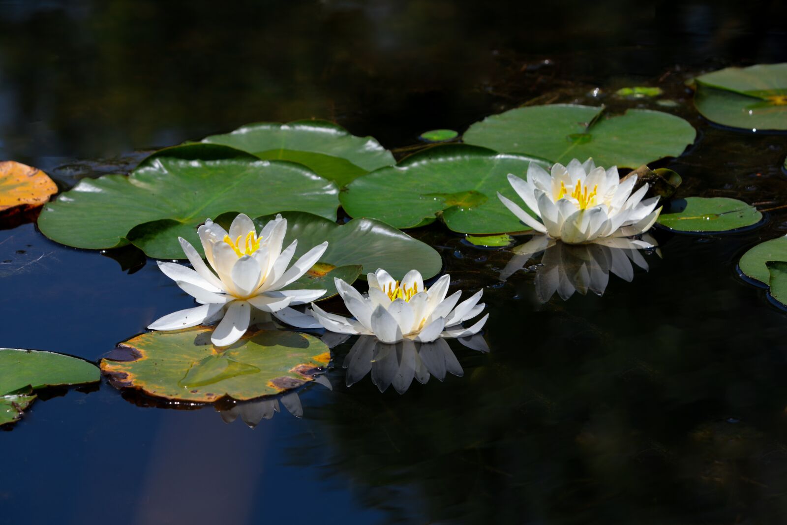 Canon EF 70-300 F4-5.6 IS II USM sample photo. Water lilies, white water photography