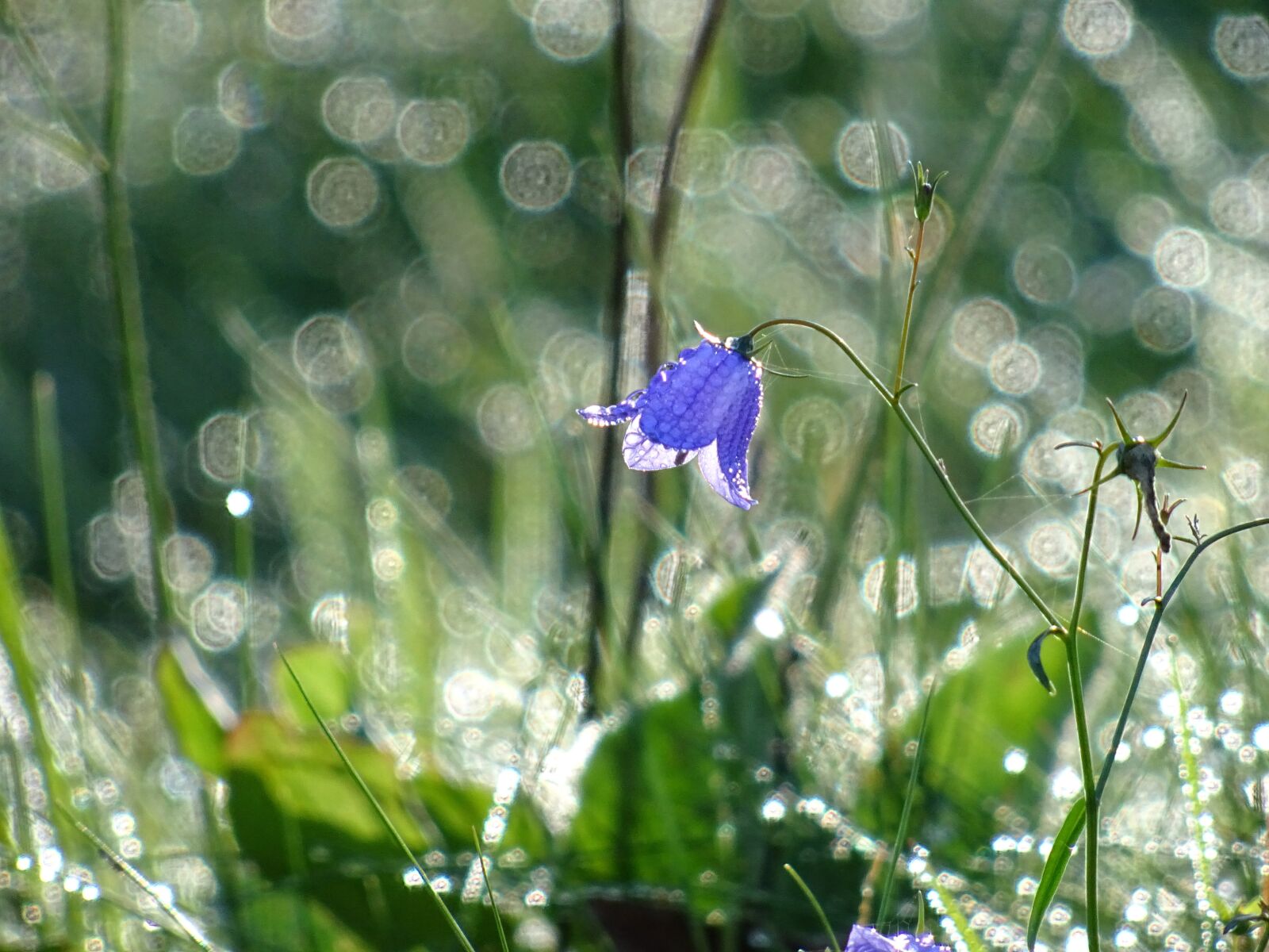 Sony DSC-HX60V sample photo. Flower, floral, violet photography