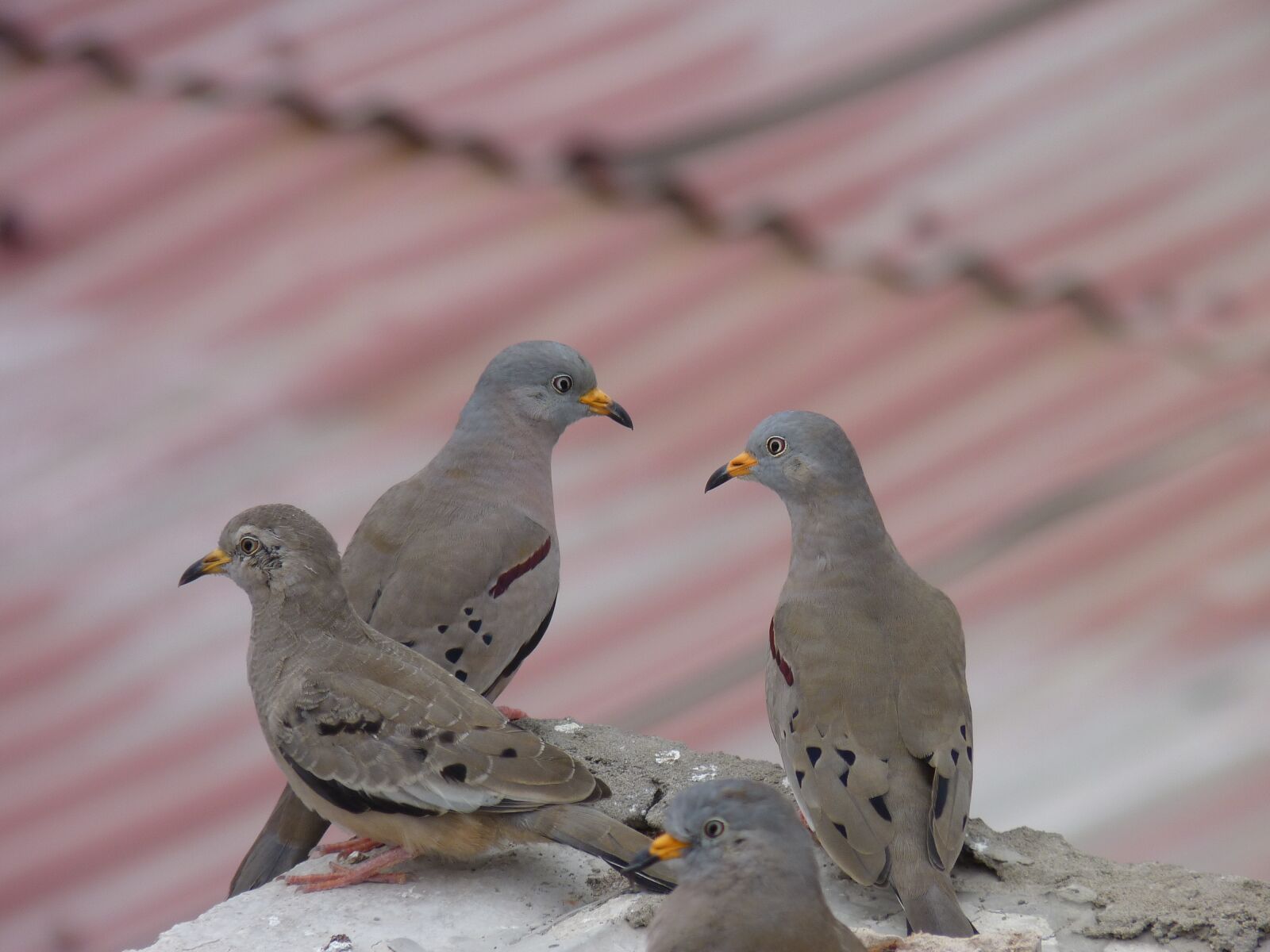 Panasonic Lumix DMC-FZ35 (Lumix DMC-FZ38) sample photo. Birds, pigeons, plomas photography