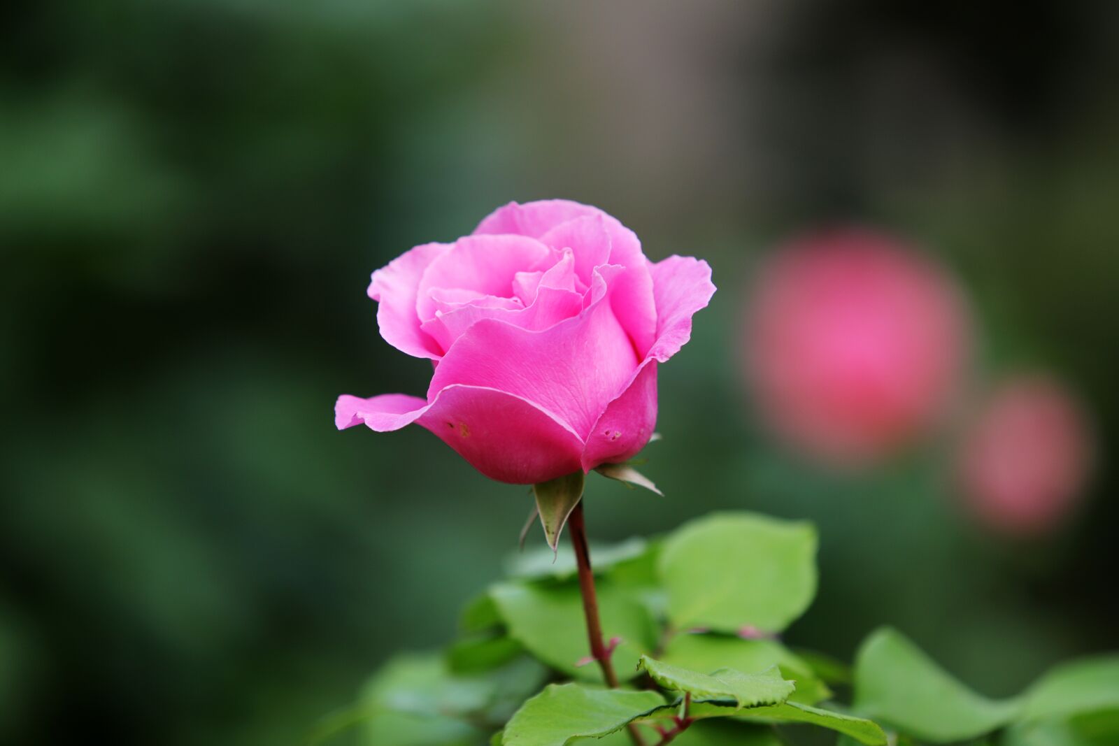 Canon EOS 6D Mark II + Canon EF 70-200mm F2.8L USM sample photo. Rose, flowers, nature photography
